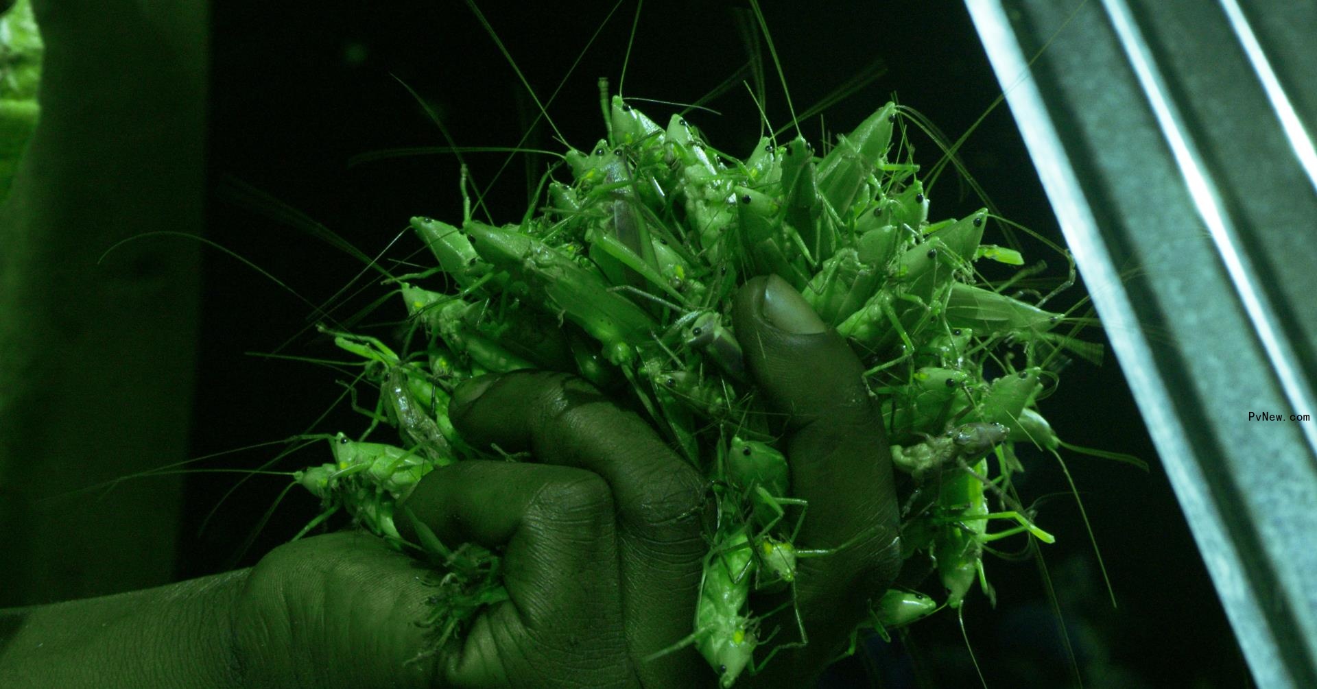 ‘Grasshopper Republic’ Picked Up by Taskovski Films Ahead of World Premiere at Visions du Réel