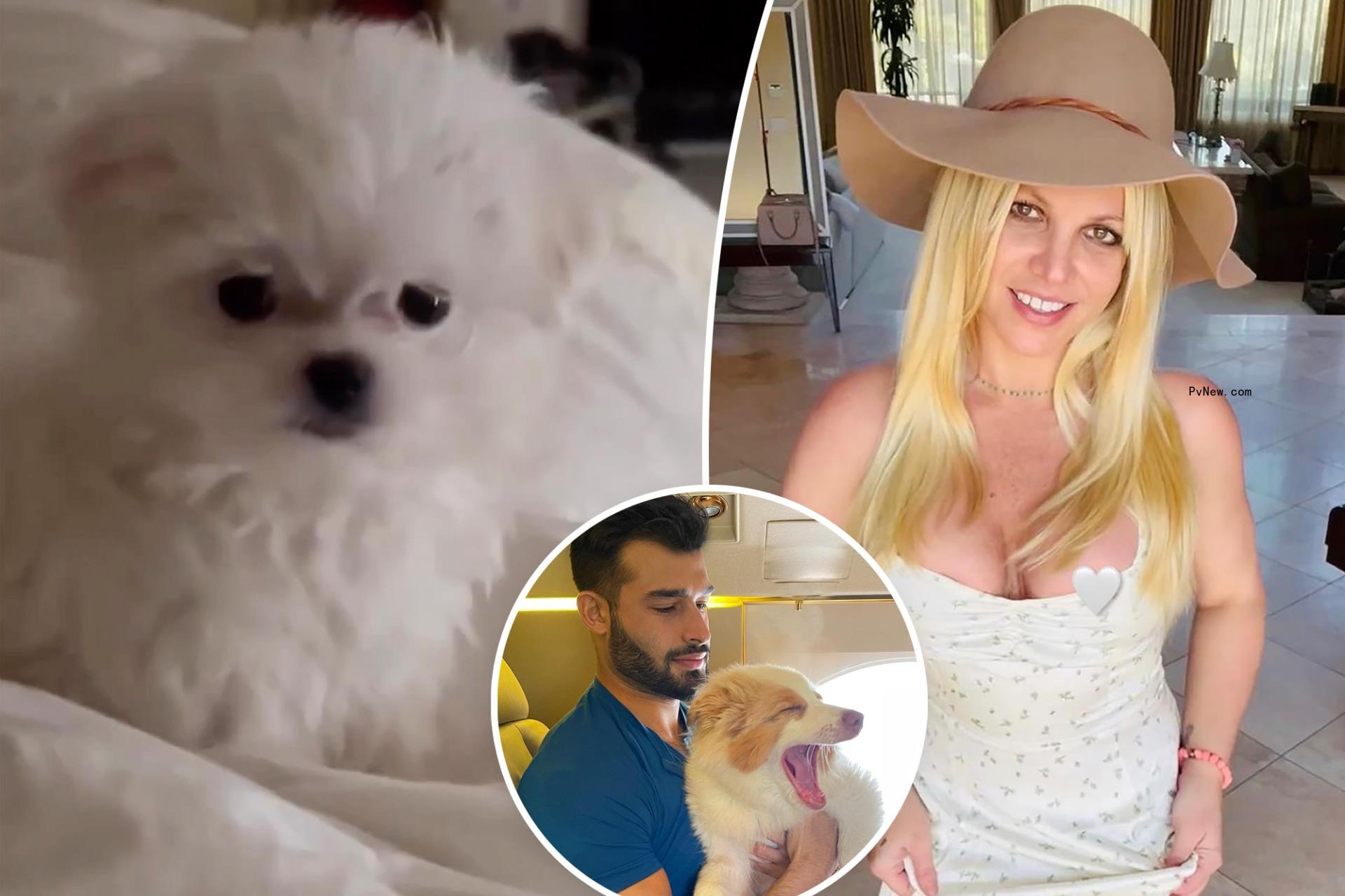 Britney Spears gets new puppy after settling dog custody with ex Sam Asghari