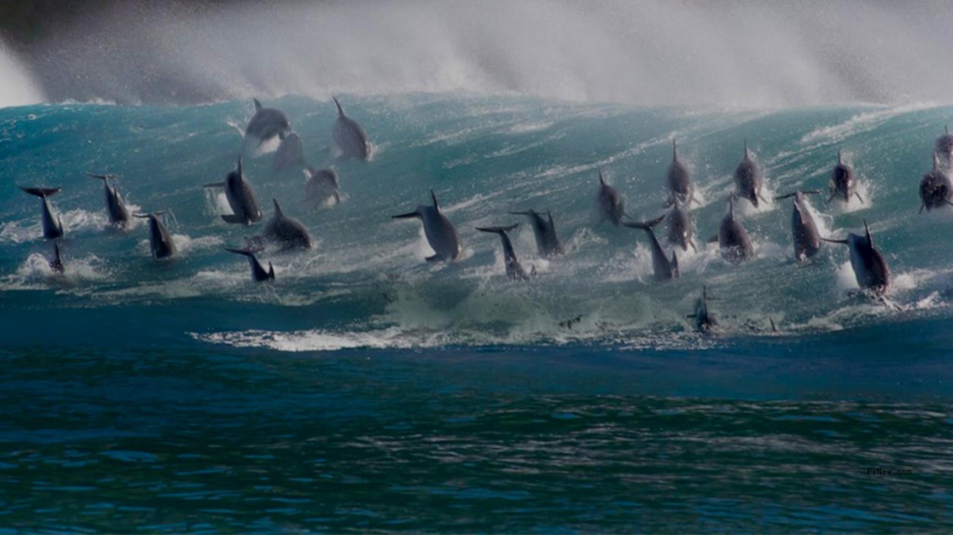 ‘Blue Planet II’ Producer BBC Studios Natural History Unit Reveals $1 Million Talent Initiative