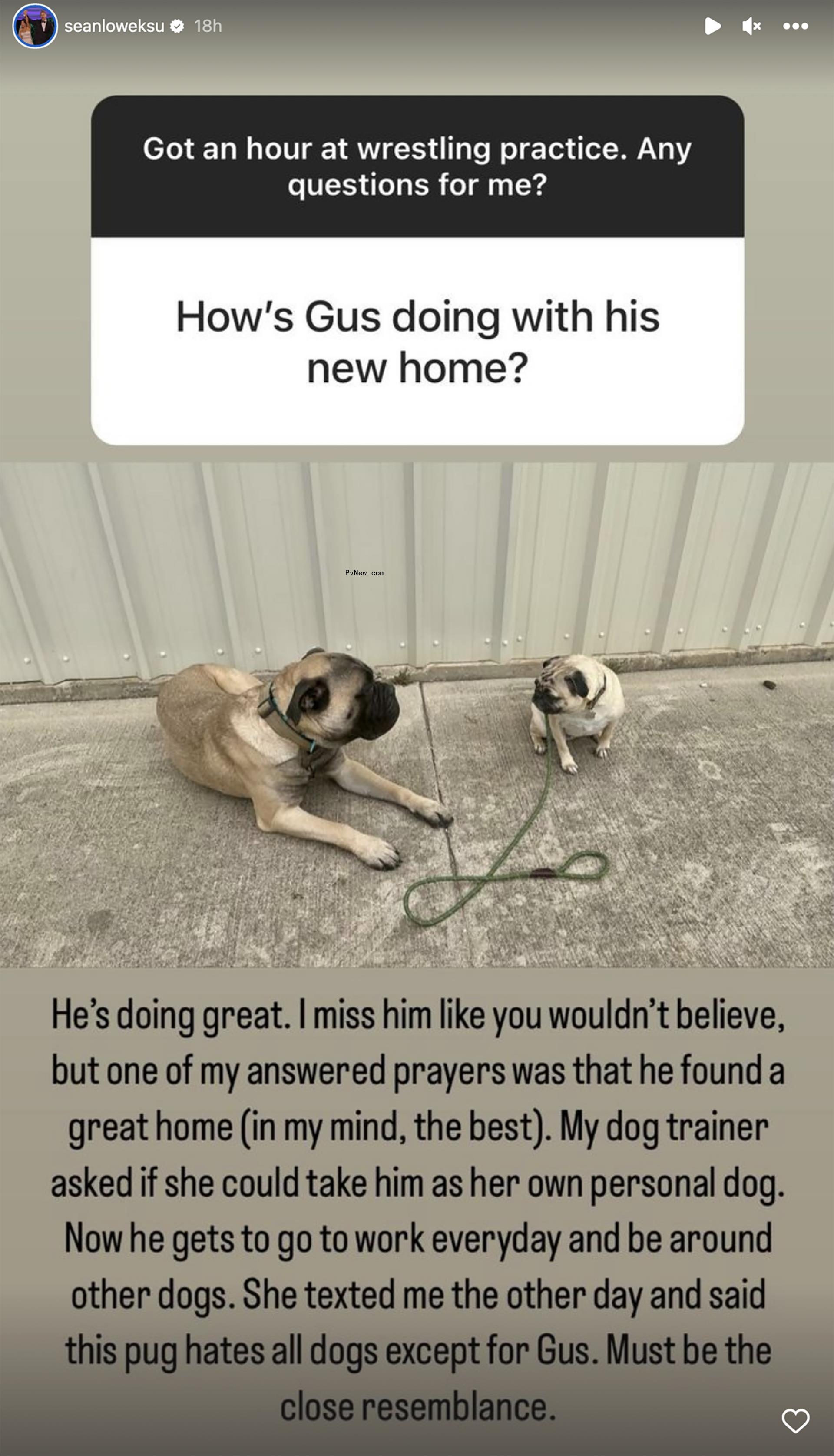 Sean Lowe's dog Gus on Instagram Story