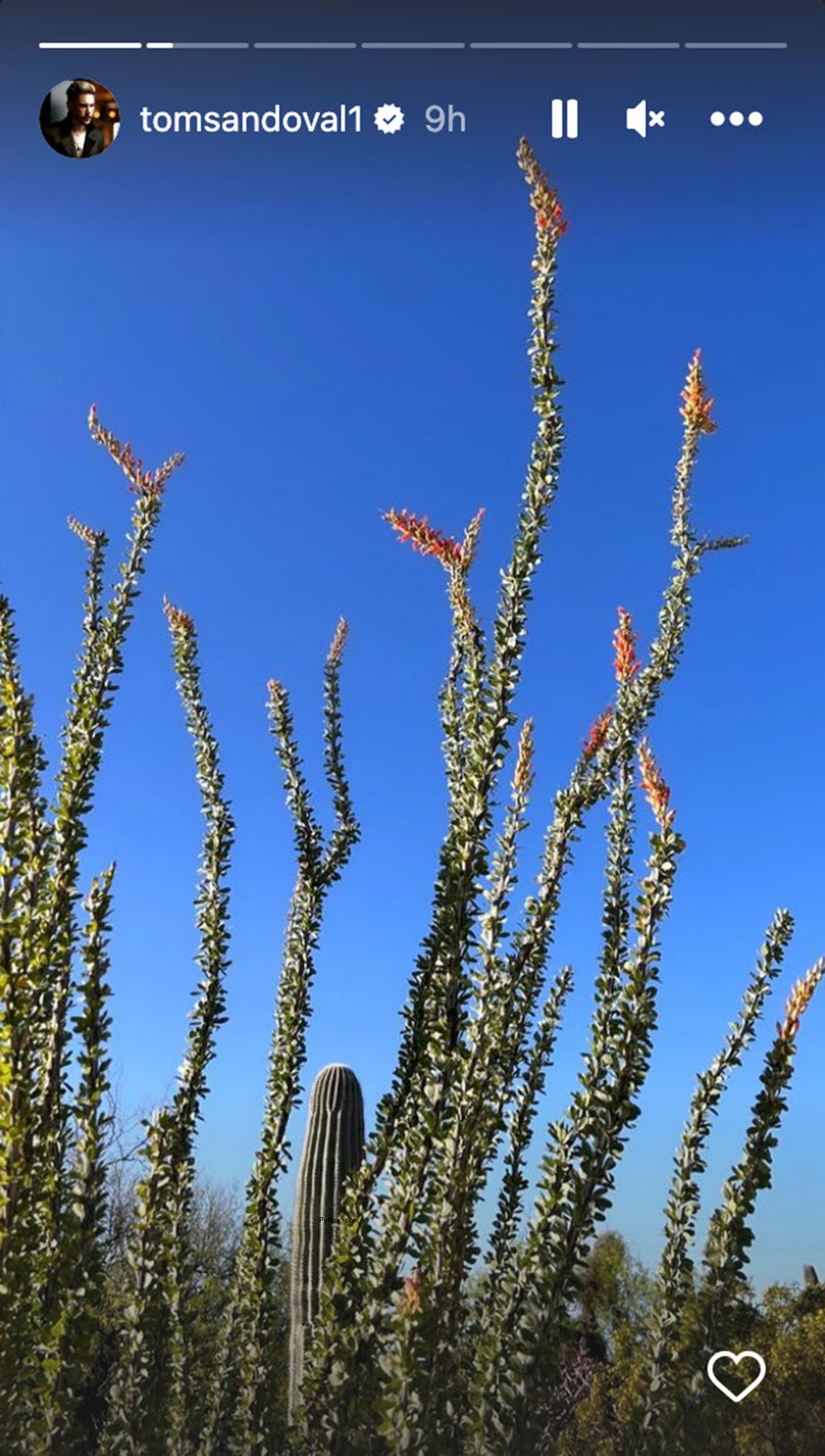 Tom Sandoval's Instagram Story of cacti