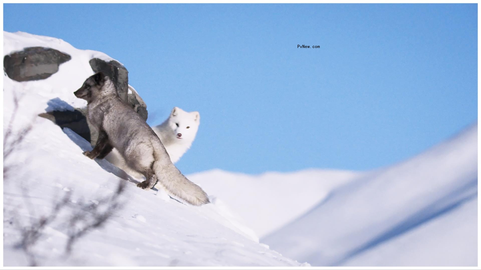 ‘Kina & Yuk,’ an Arctic Fox Adventure Movie From ‘Ailo’s Journey’ Filmmaker, Sells to Key Territories