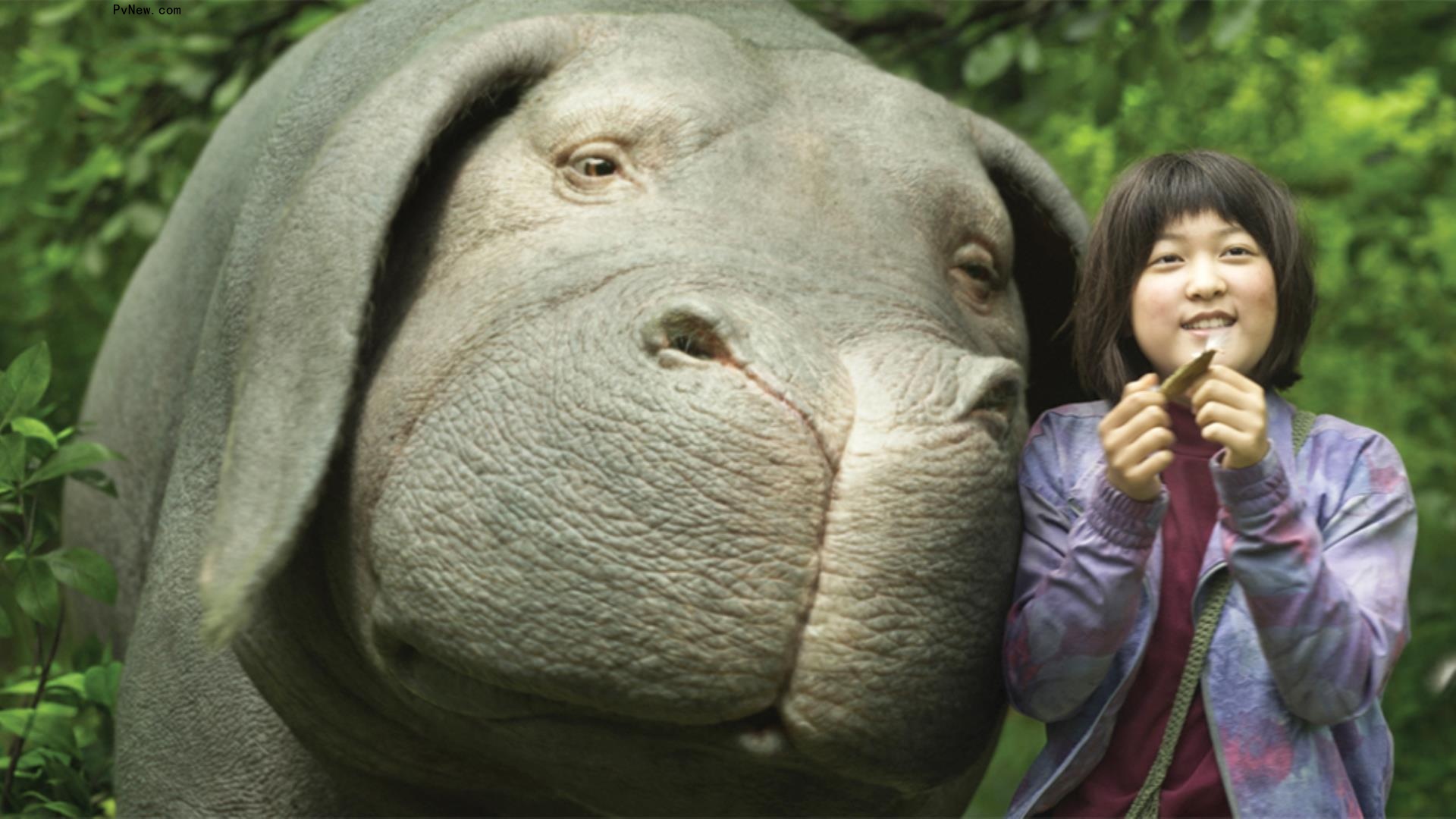 Netflix Teams With U.N. Climate Co<i></i>nference for Eco-Oriented Collection of Titles