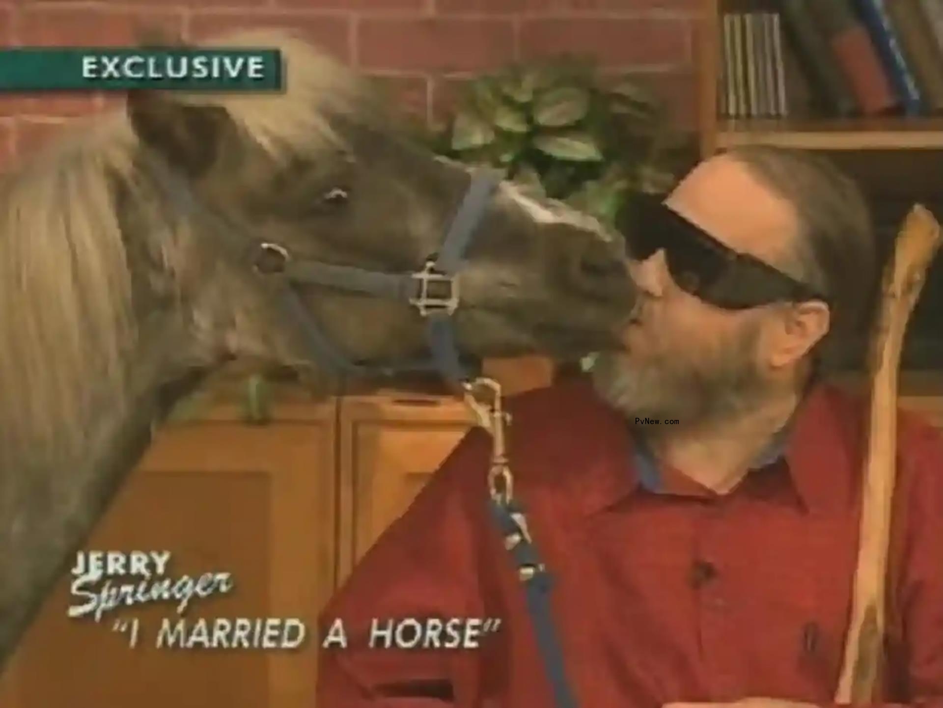 Man kisses horse on