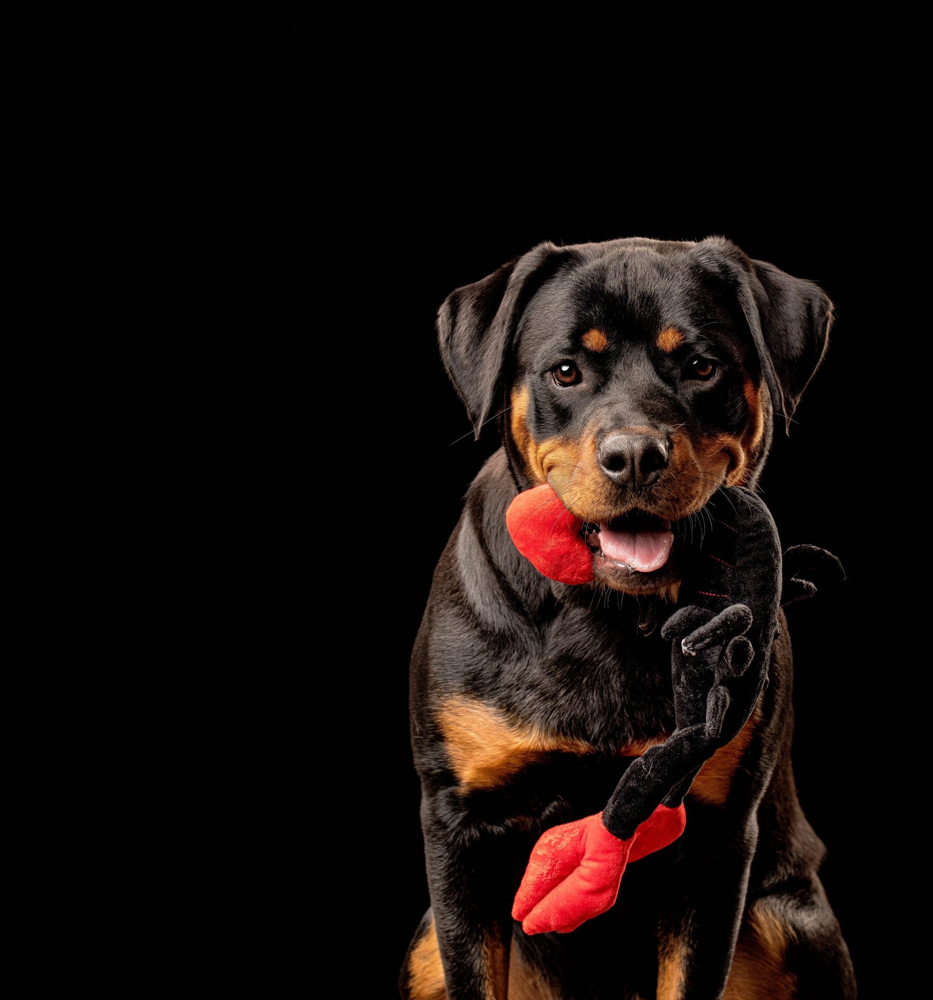Korn’s Jo<i></i>nathan Davis Talks Freak on a Leash, His New Horror- and Rock-Themed Line of Pet Products
