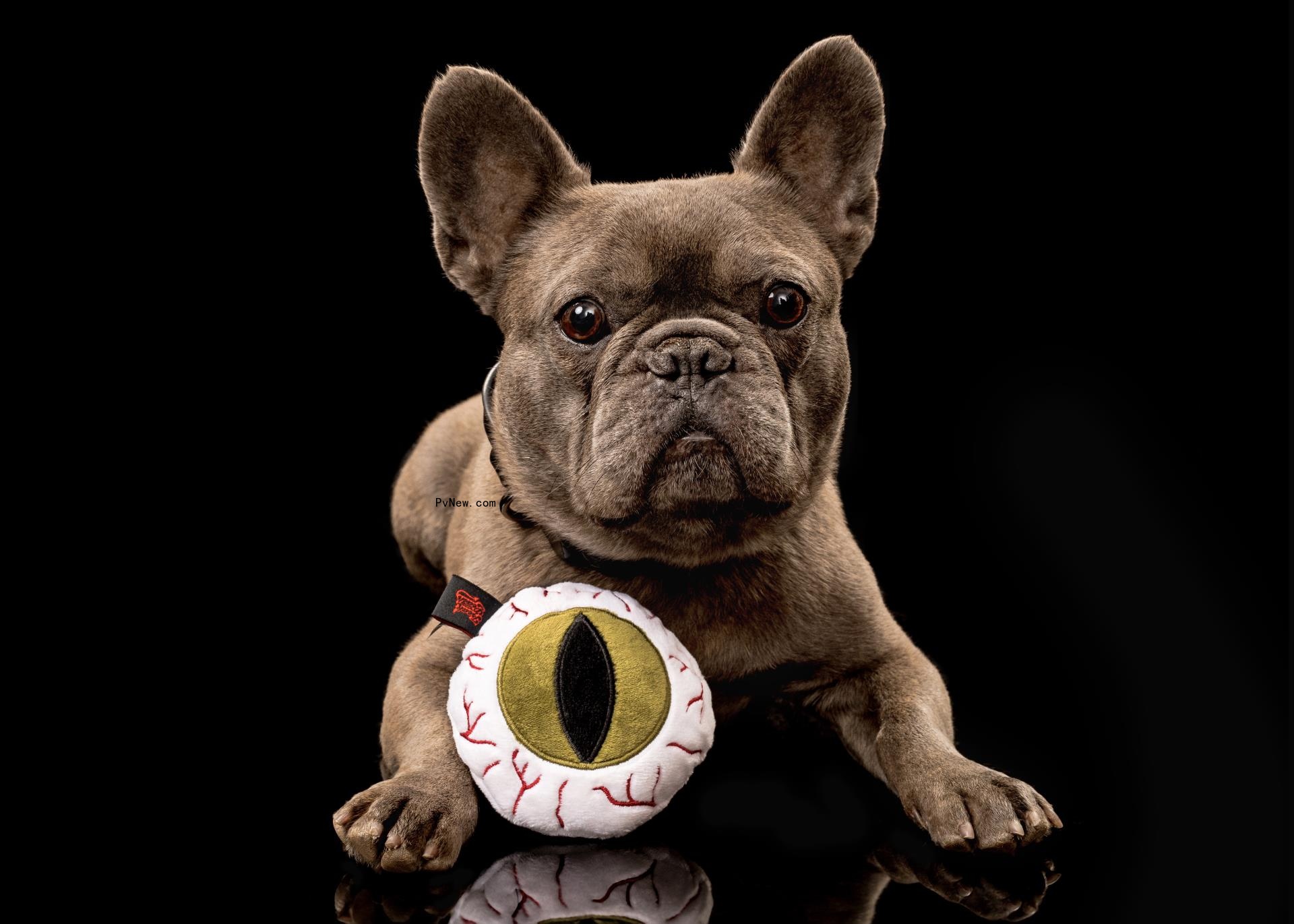 Korn’s Jo<i></i>nathan Davis Talks Freak on a Leash, His New Horror- and Rock-Themed Line of Pet Products