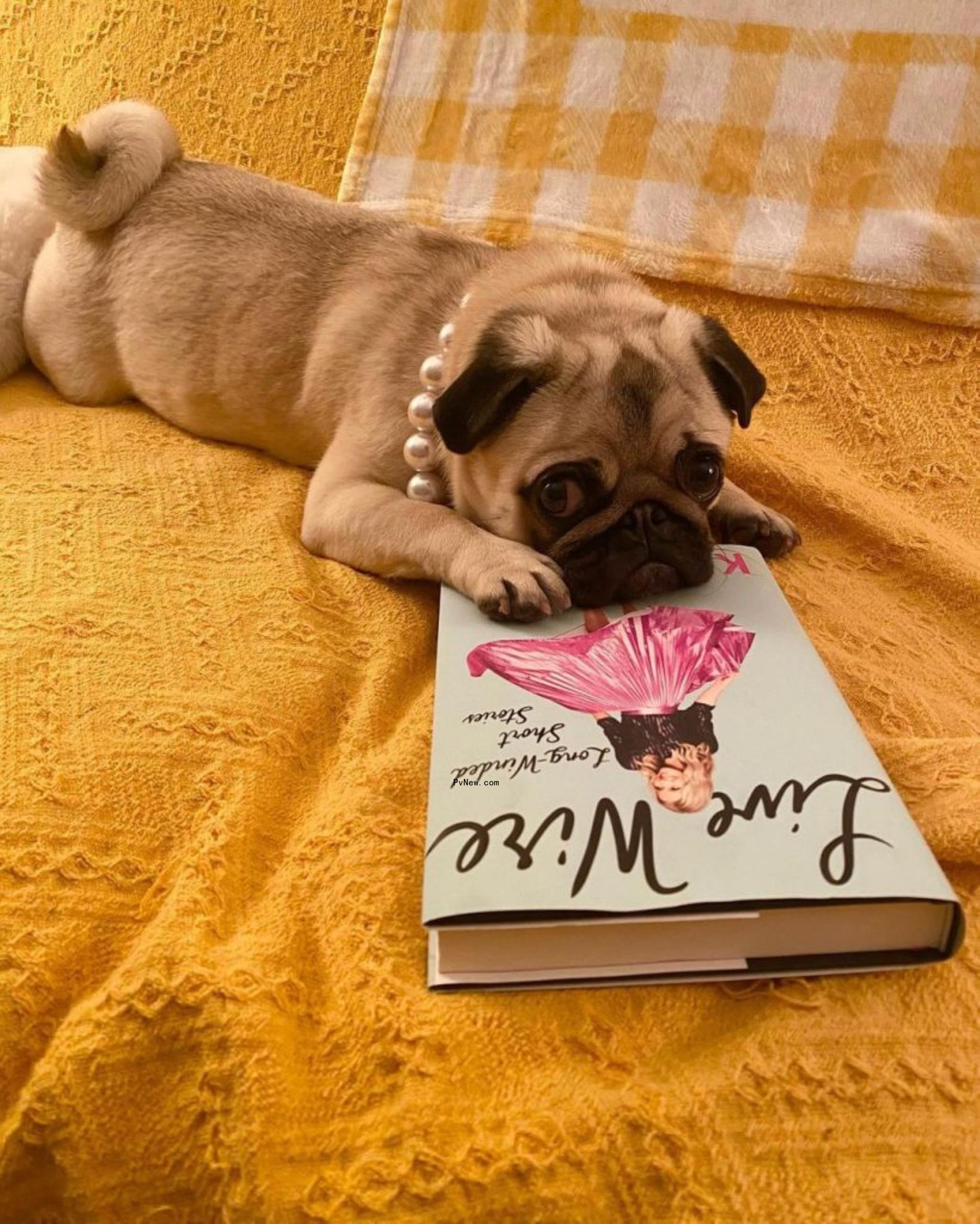 kelly ripug with her book