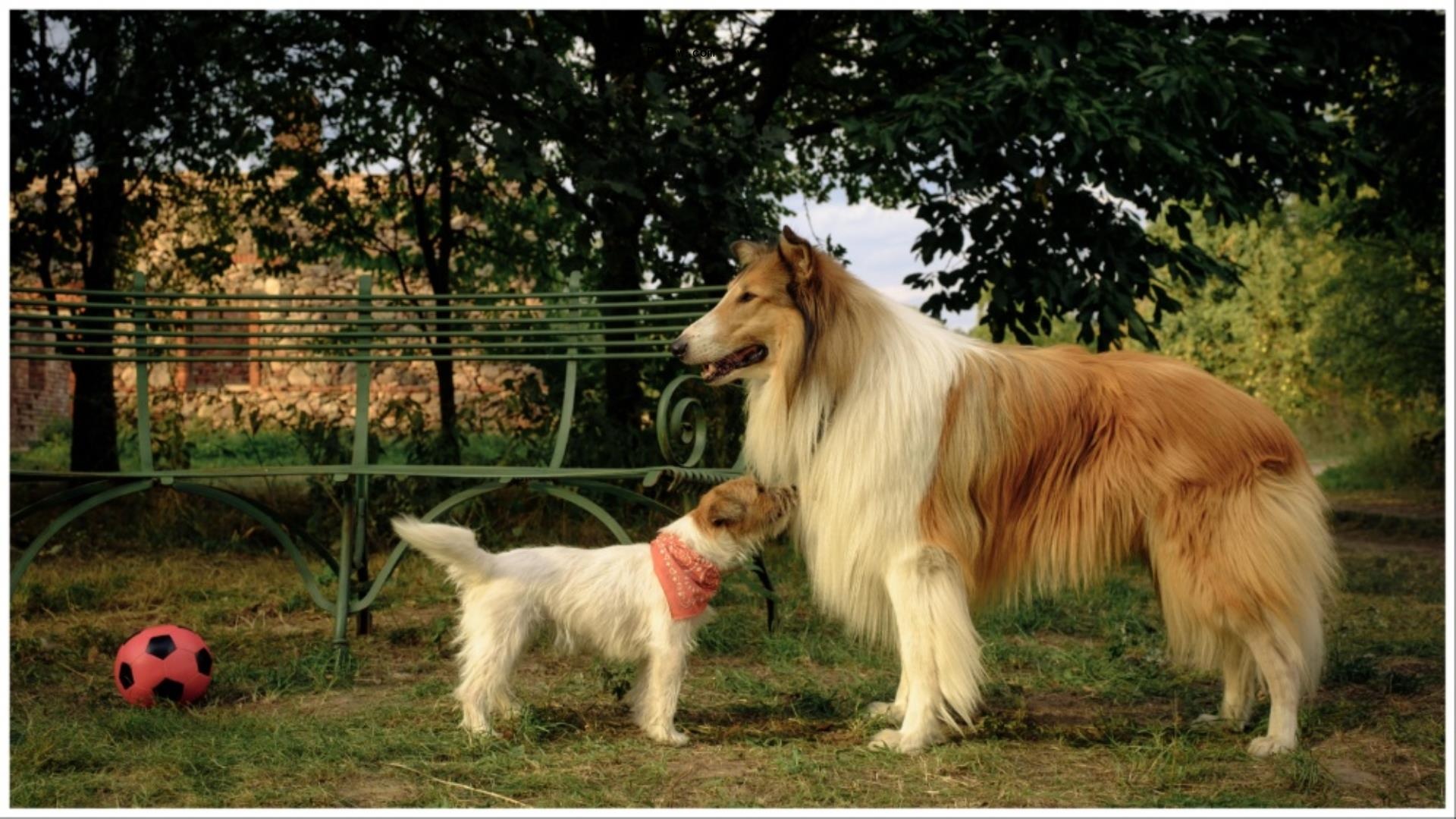 Global Screen Seals Deals for Sequel ‘Lassie – A New Adventure’