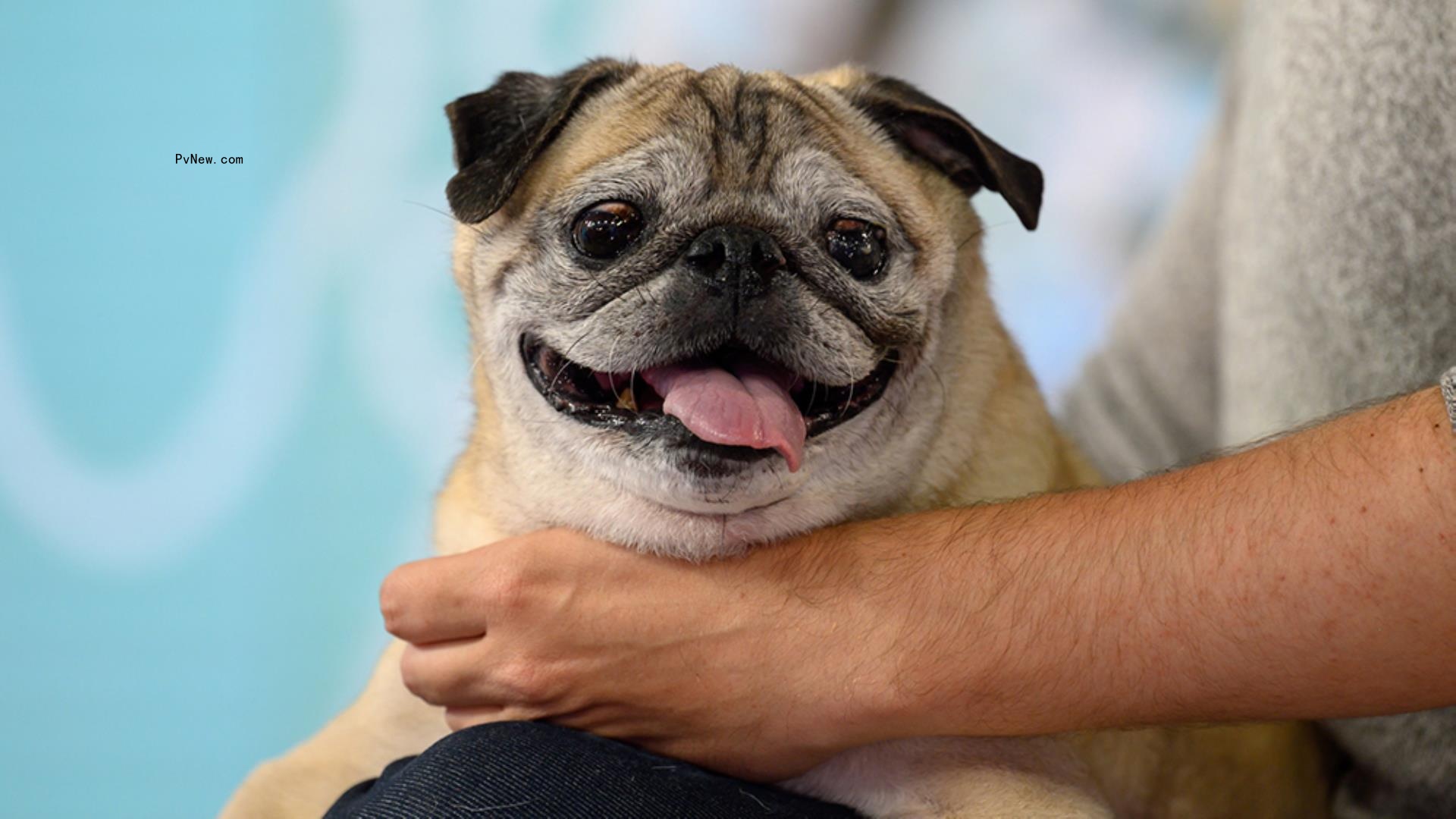 Noodle the ‘Bo<i></i>nes No Bones’ Prediction Dog Dies, Owner Announces