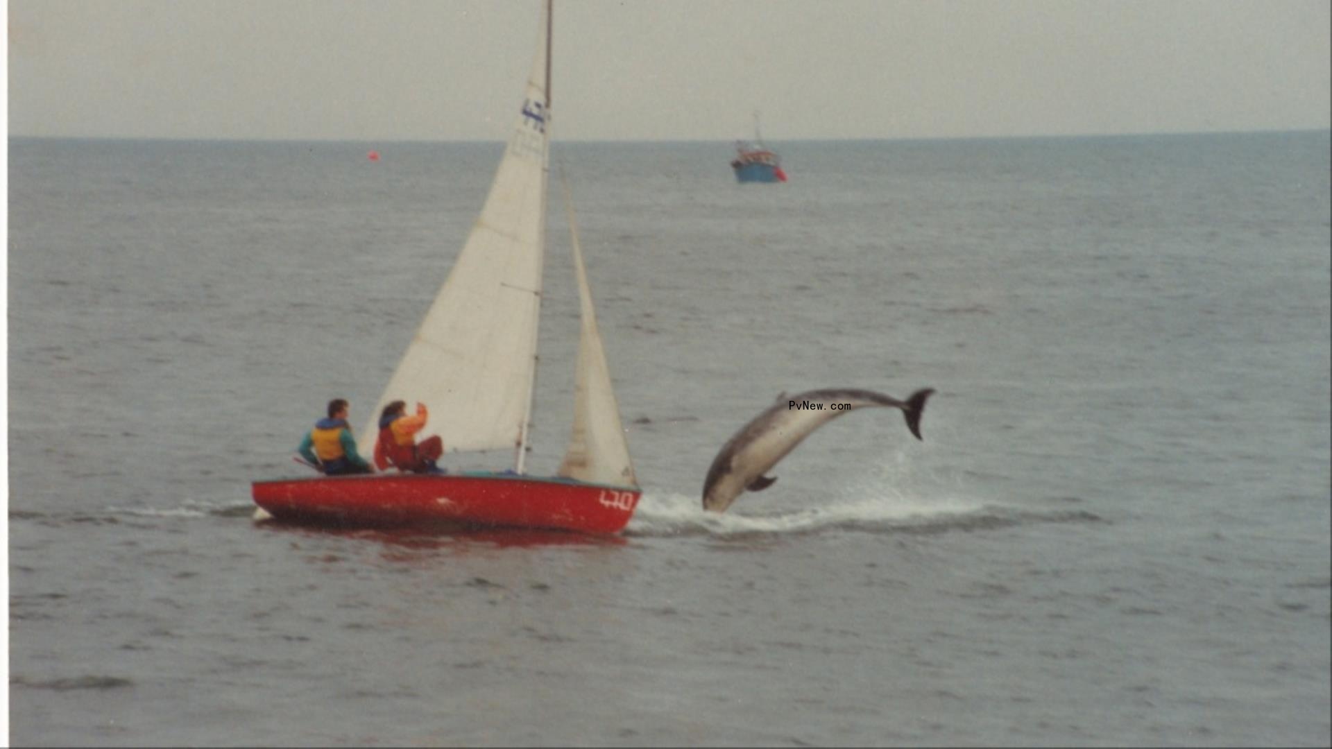 Dolphin Sex Scandal Podcast ‘Hooked on Freddie’ to Debut on Amazon’s Wondery