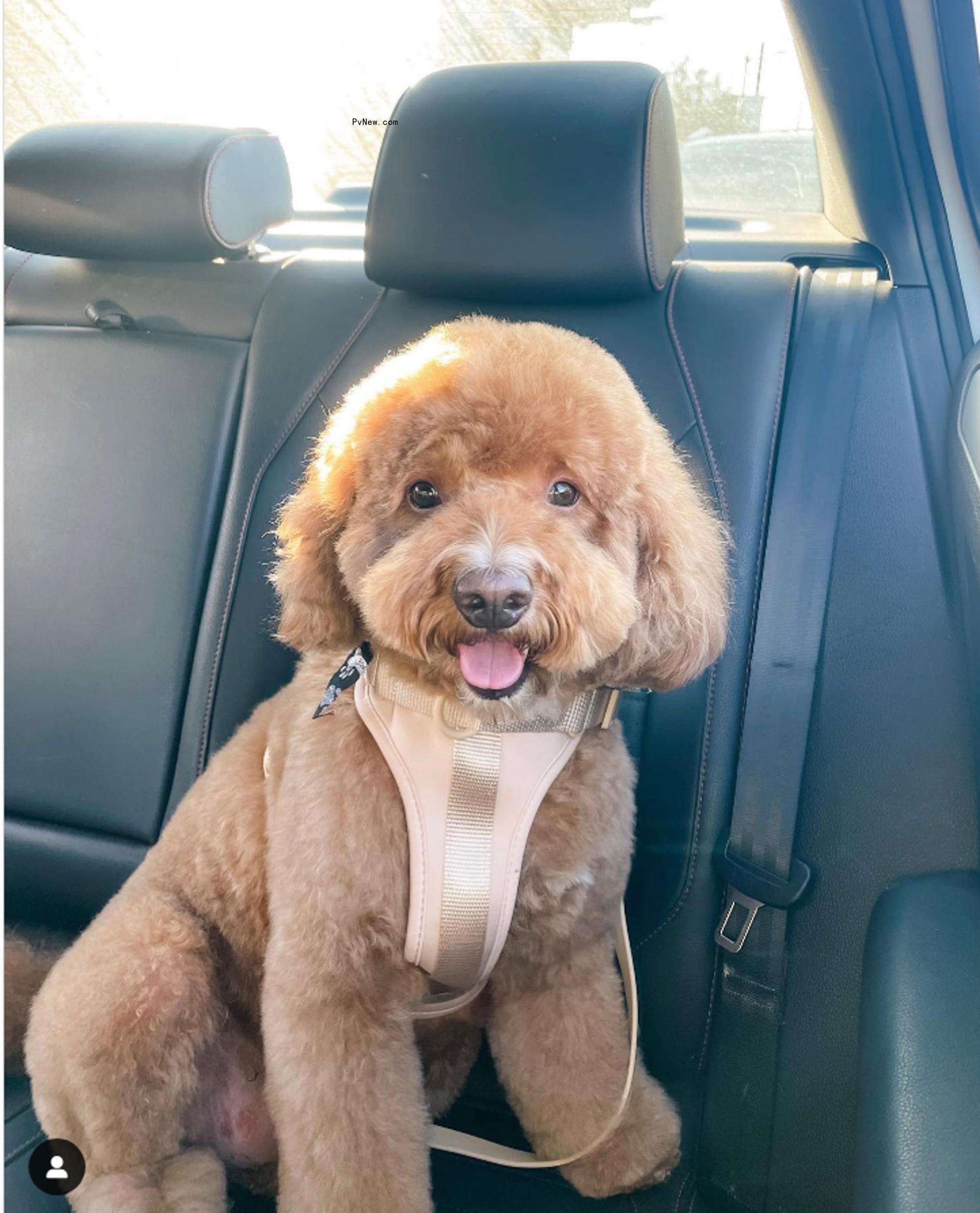 James Kennedy's dog
