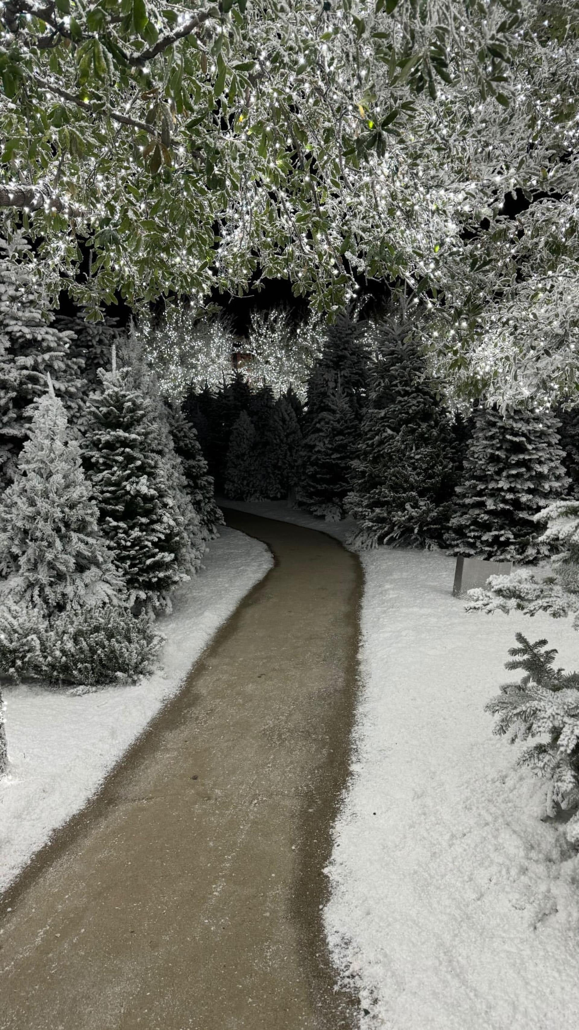 Christmas trees at Kim Kardashian's house.