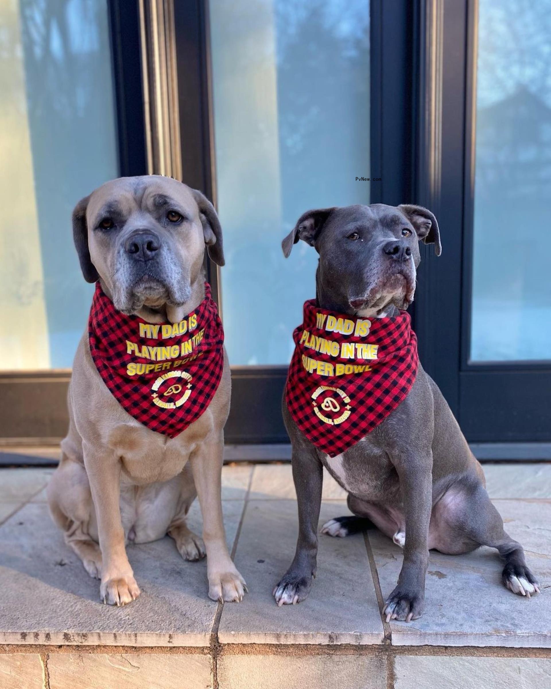 Brittany Mahomes reveals she has a shower specifically for her dogs