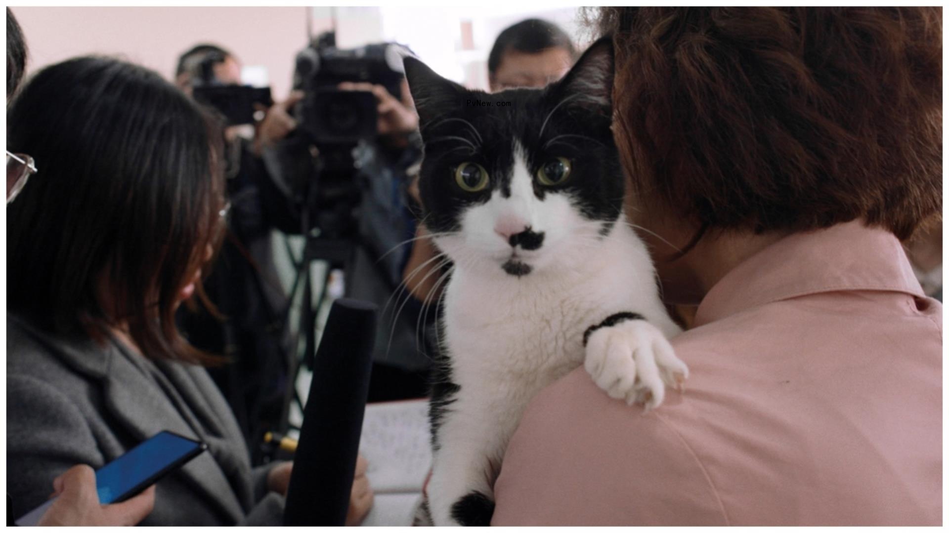 ‘The Mechanics of Things,’ a Tale of a Paralyzed Cat That Transforms Into a Fable a<i></i>bout Depression, Picked Up by Lightdox