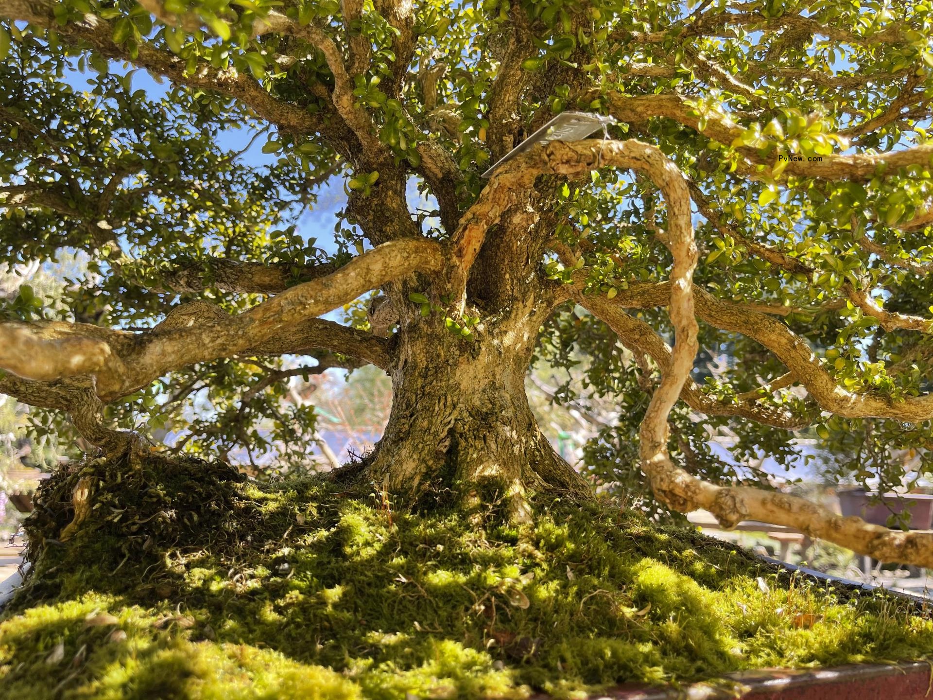 Irene Taylor’s ‘Trees and Other Entanglements’ Explores Our Perso<i></i>nal Co<i></i>nnection to Nature in New Trailer From HBO docu<i></i>mentary Films