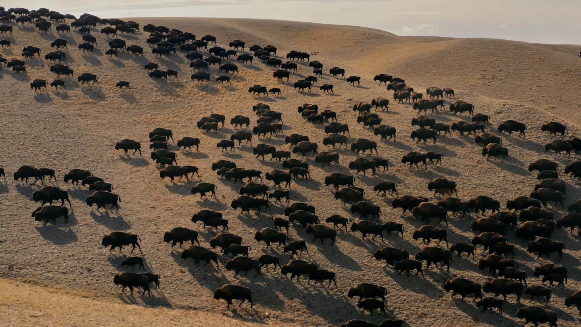 Lily Gladstone Narrating Buffalo Co<i></i>nservation Doc ‘Bring Them Home,’ to Premiere at Big Sky Film Festival