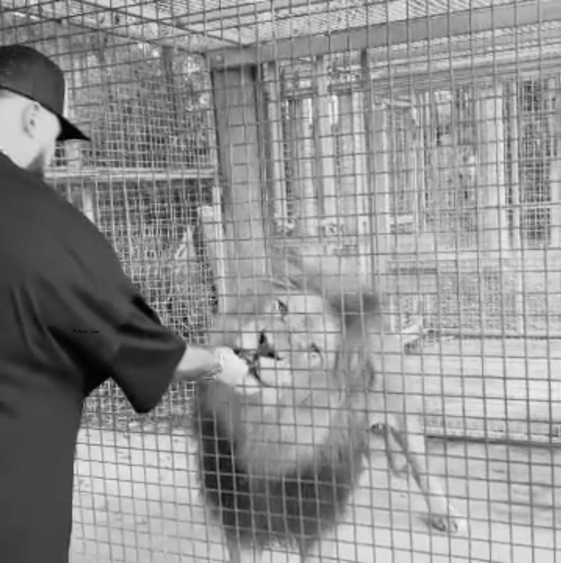 Ross Travis feeding a lion.