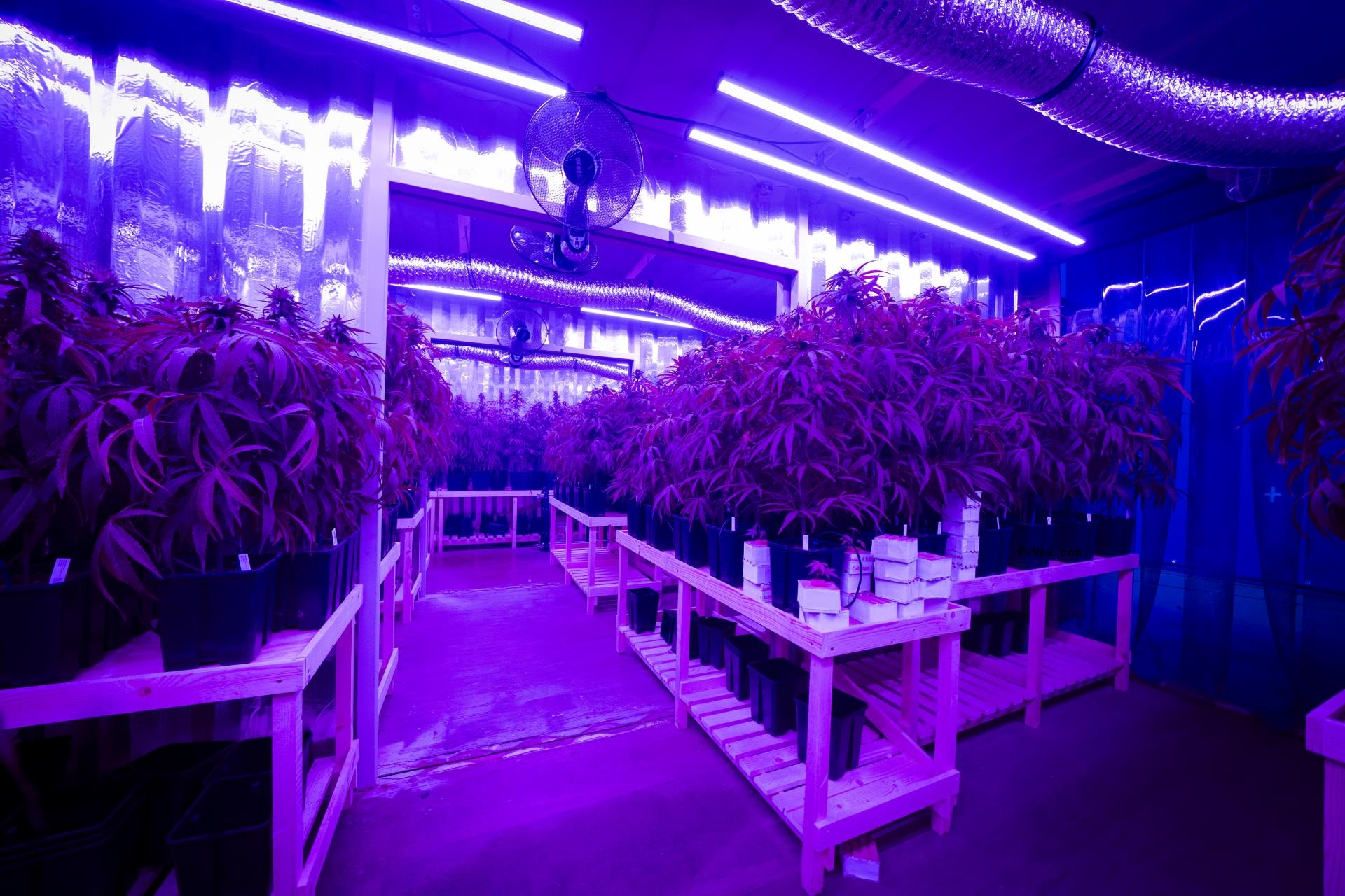 How ‘The Gentlemen’ Production Designer Created Fake Weed Plants and an Aristocratic Manor for Guy Ritchie’s Opulent Series