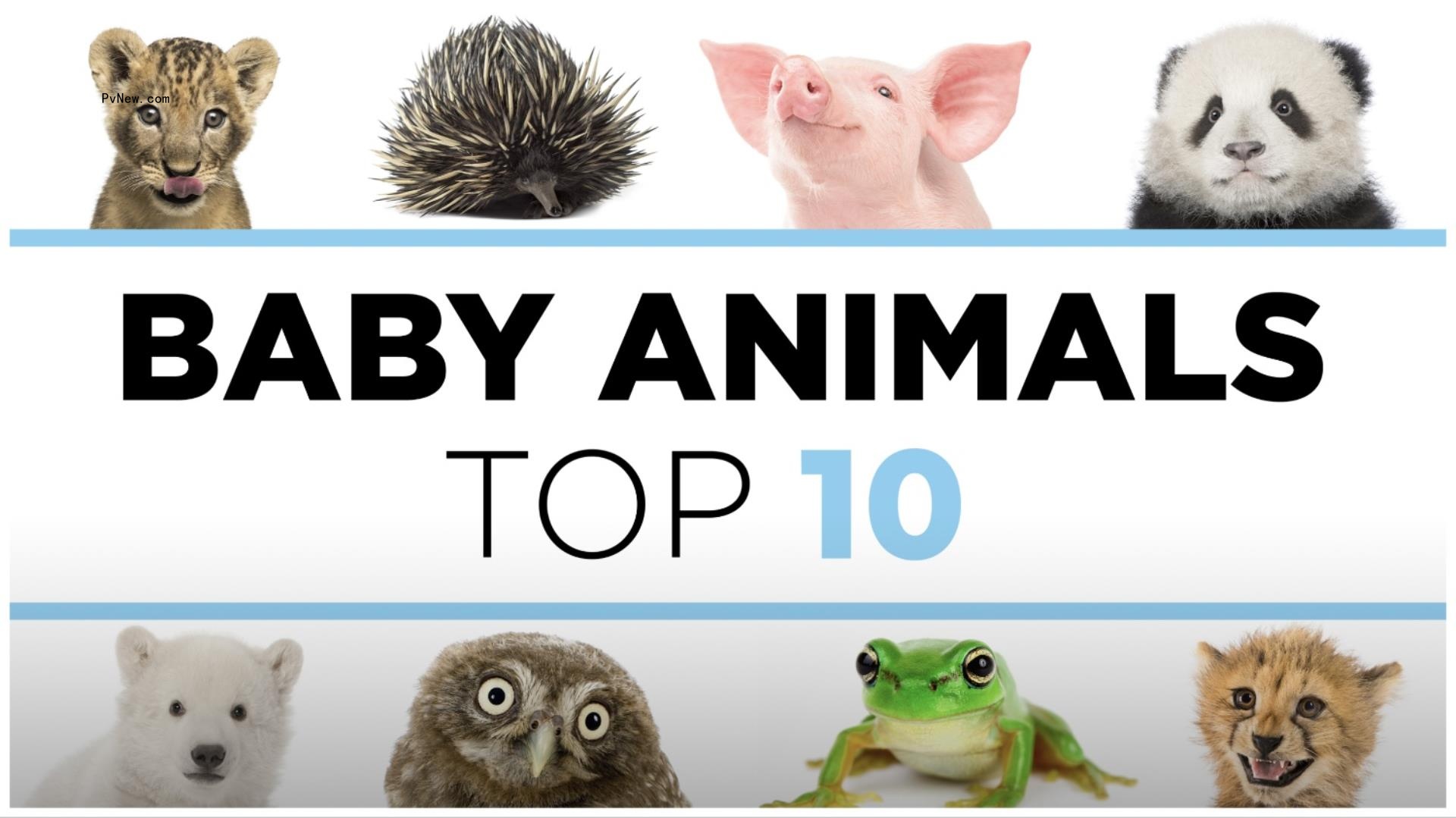 PBS Intl. to Debut Season 2 of ‘Baby Animals: Top 10’ at MipTV, Alo<i></i>ngside Kid-Friendly Version