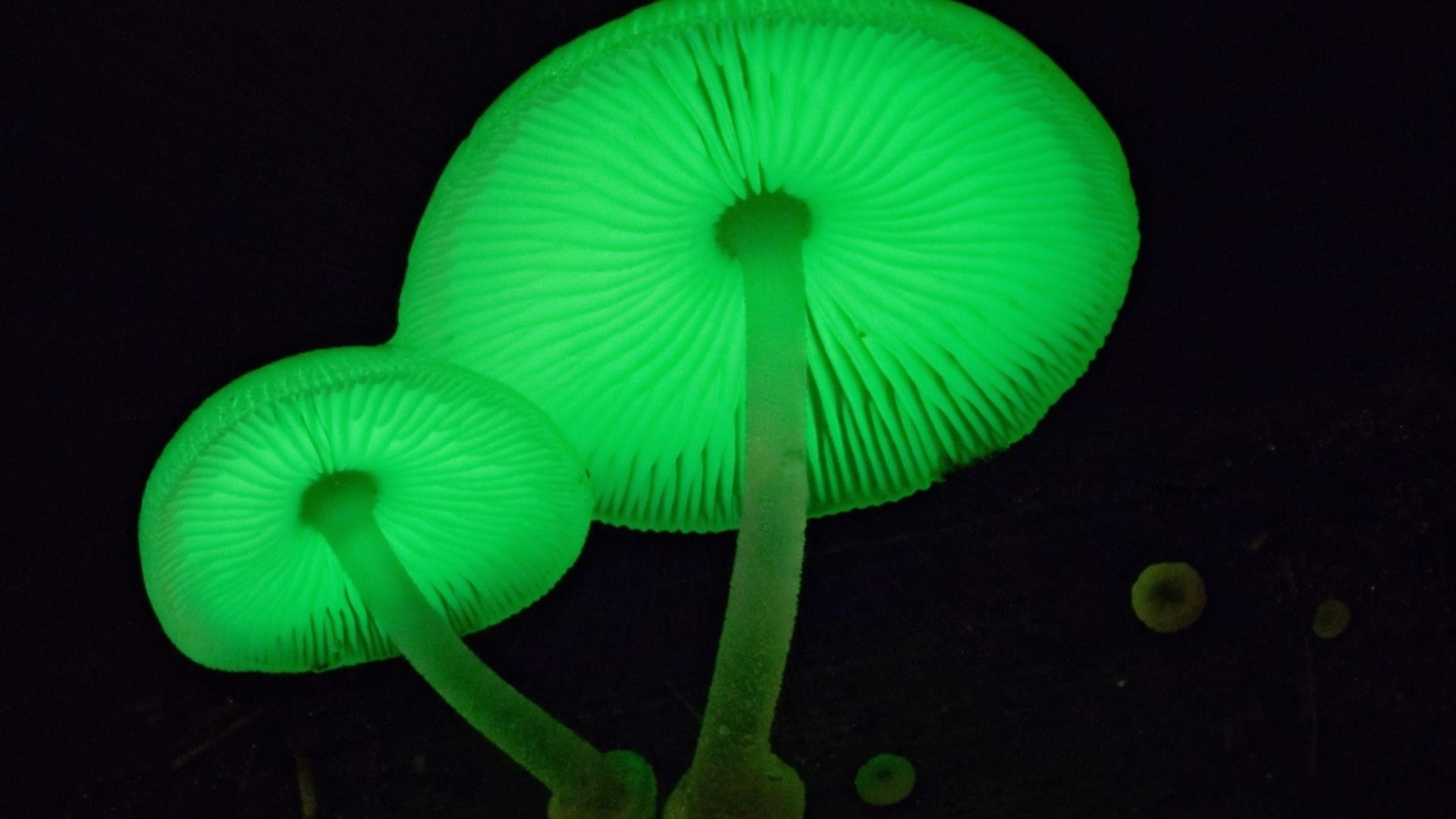 Fungi Feature ‘Follow the Rain’ Boarded by Escapade Media