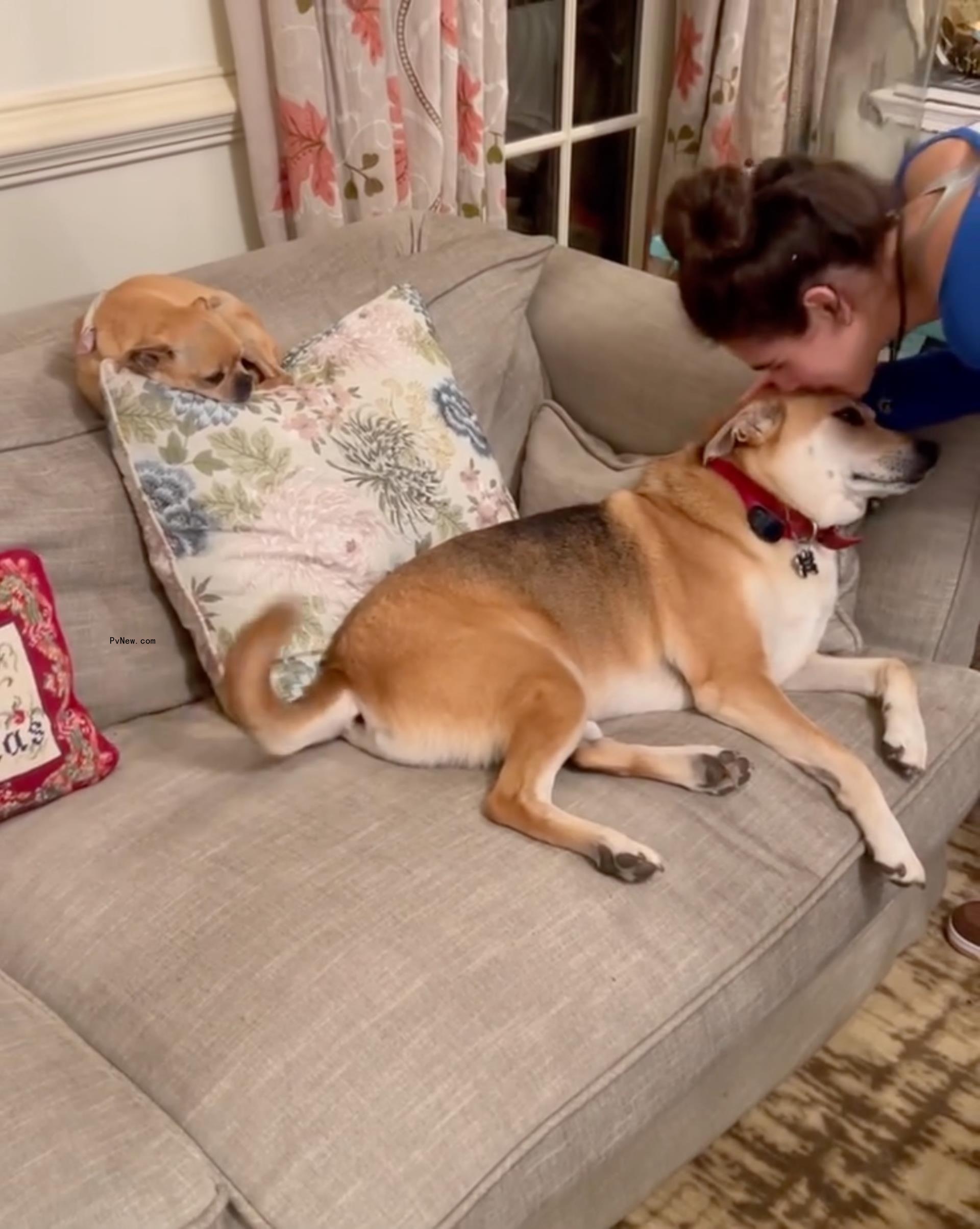 Angie Harmon and dog