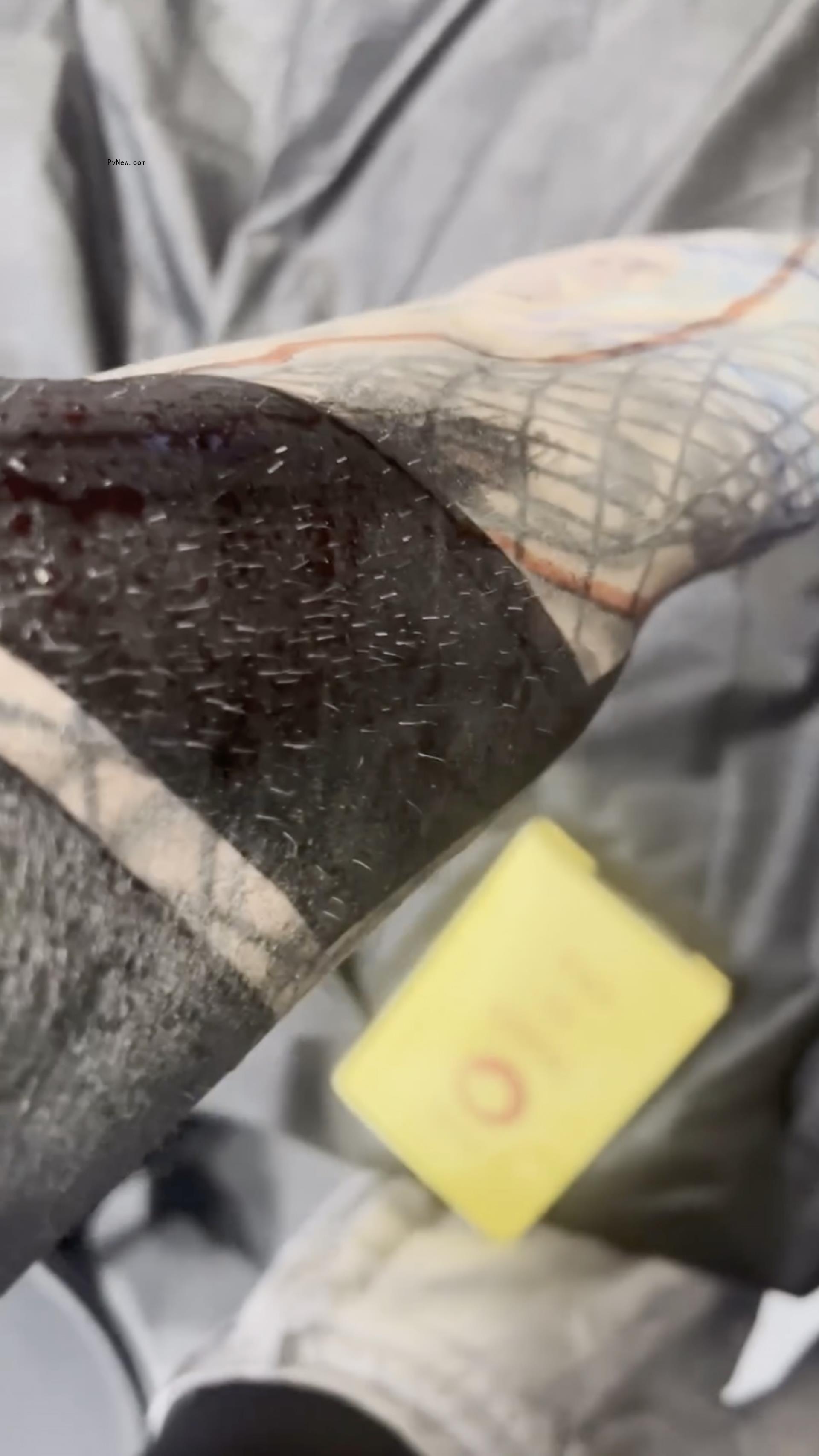 Machine Gun Kelly tattoo process video.