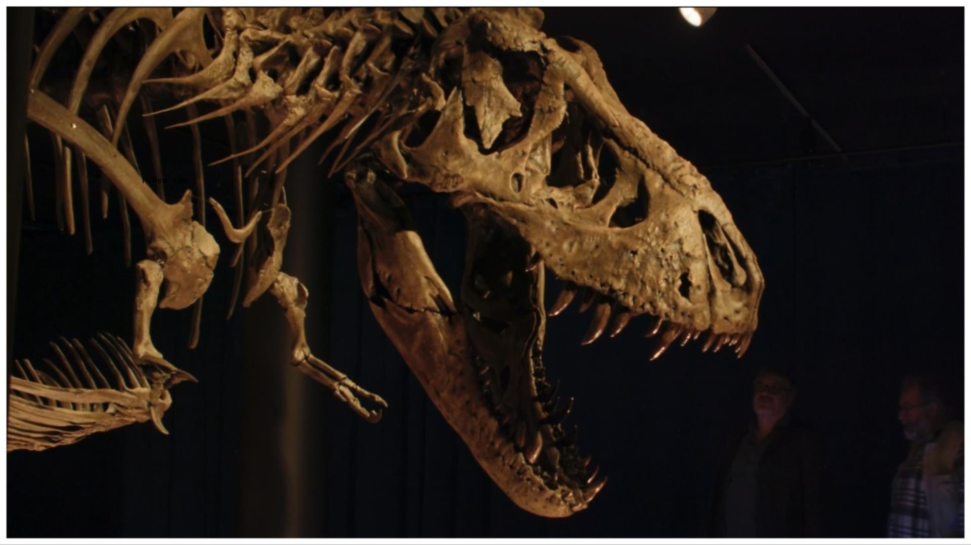 Ina Fichman, Oscar Nominated Producer of ‘Fire of Love,’ Talks the Future of Hot Docs