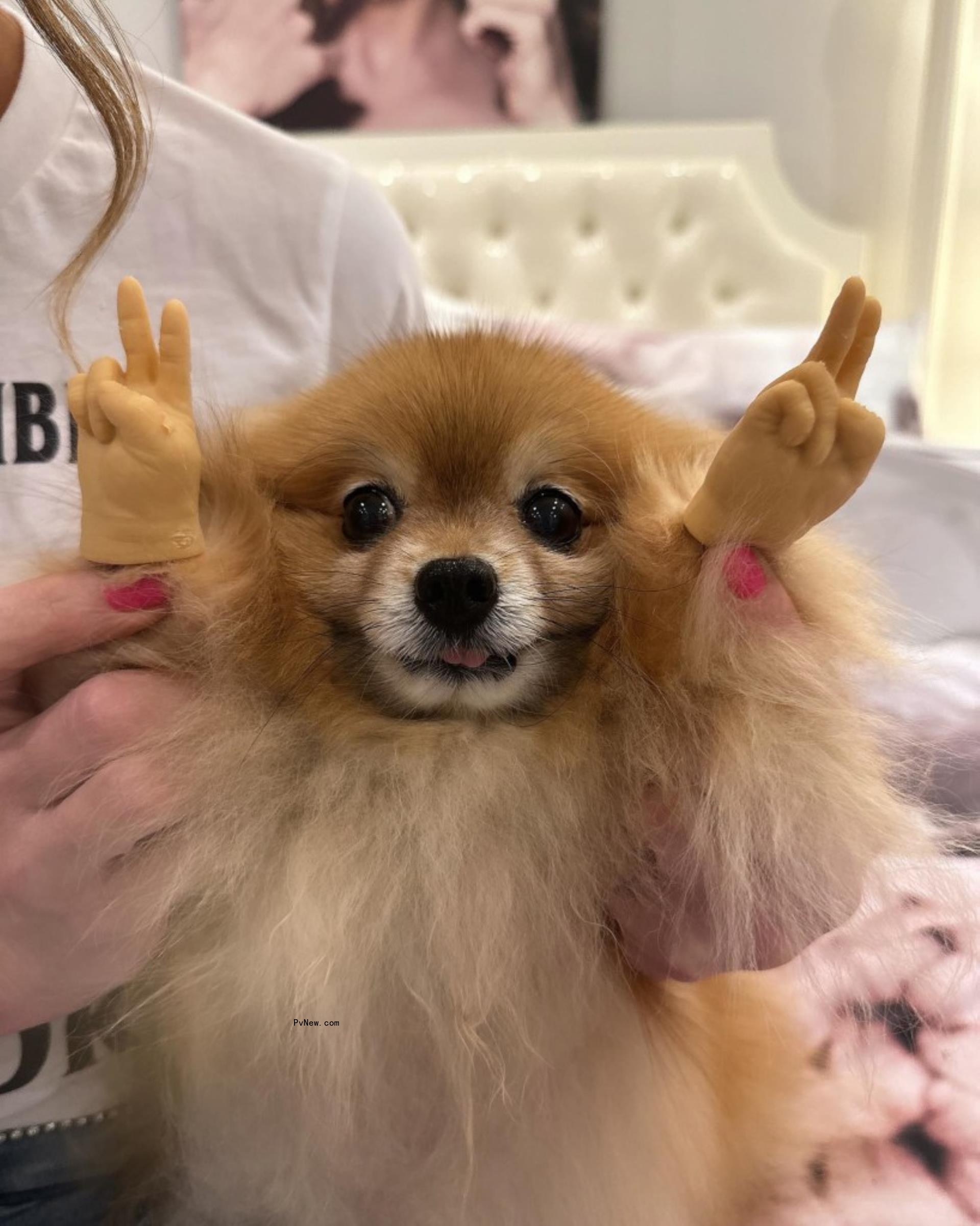 Kate Beckinsale's dog