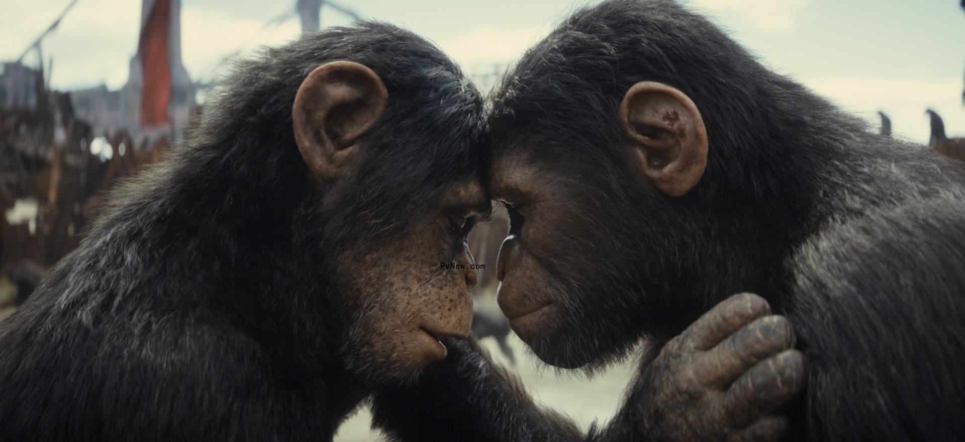 ‘Planet of the Apes’ Complete Franchise Now Streaming On Hulu