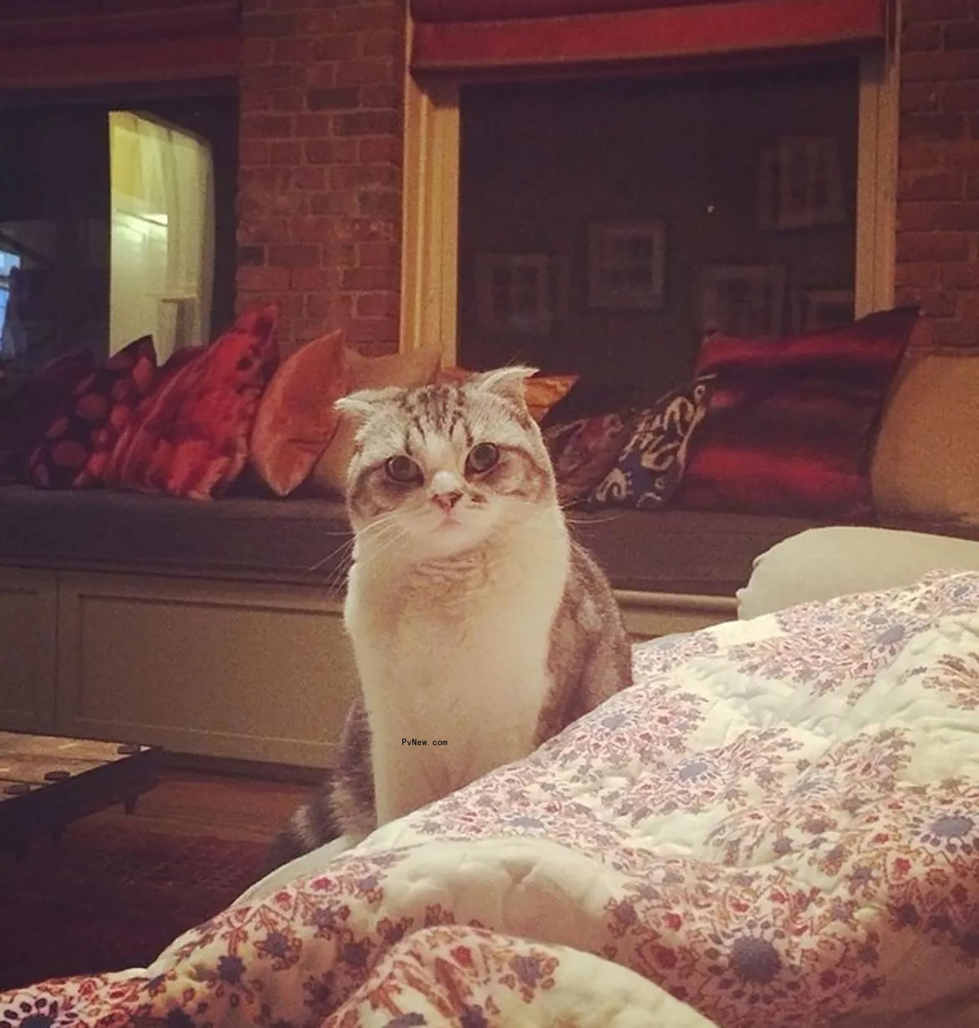 Taylor Swift's cat