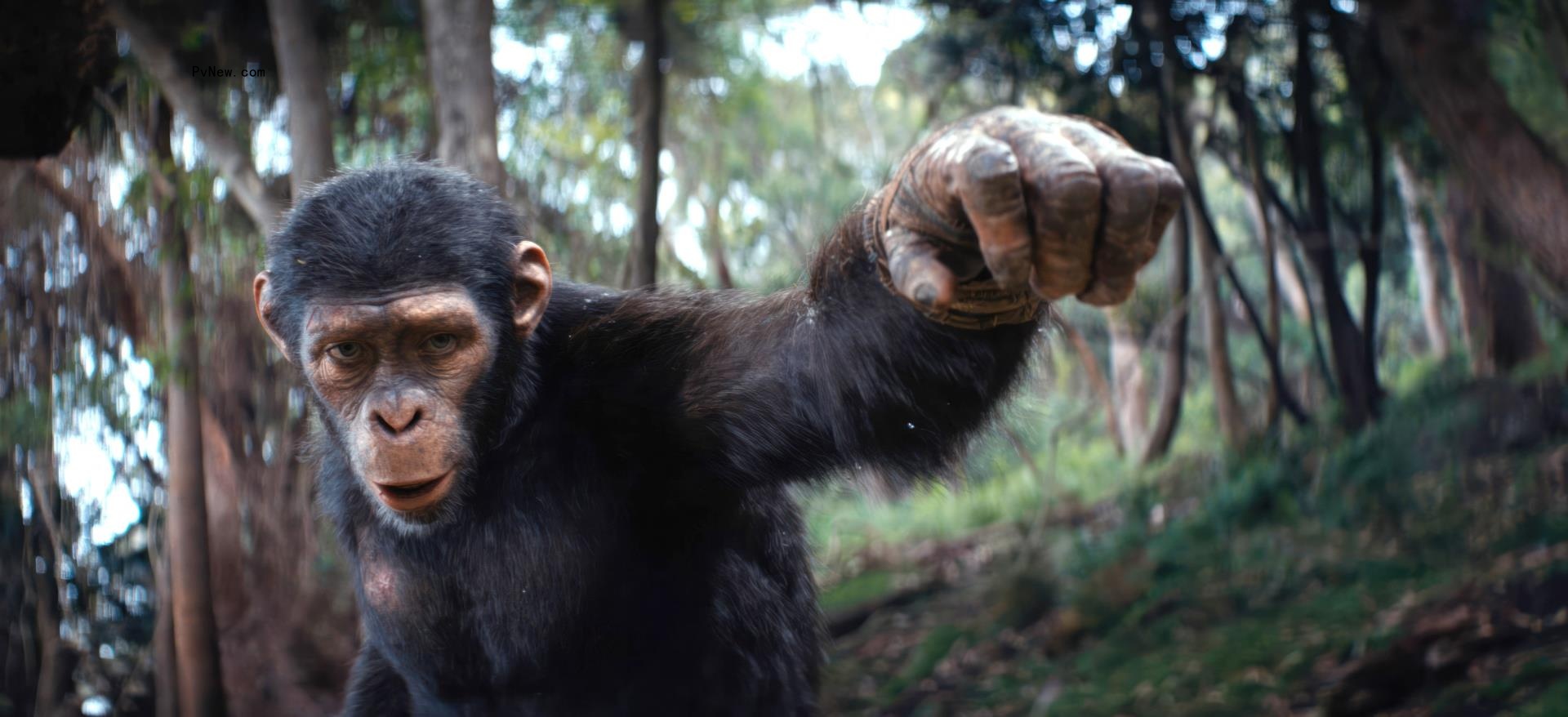 ‘Kingdom of the Planet of the Apes’ Ending Explained: What’s Next in the New Trilogy?