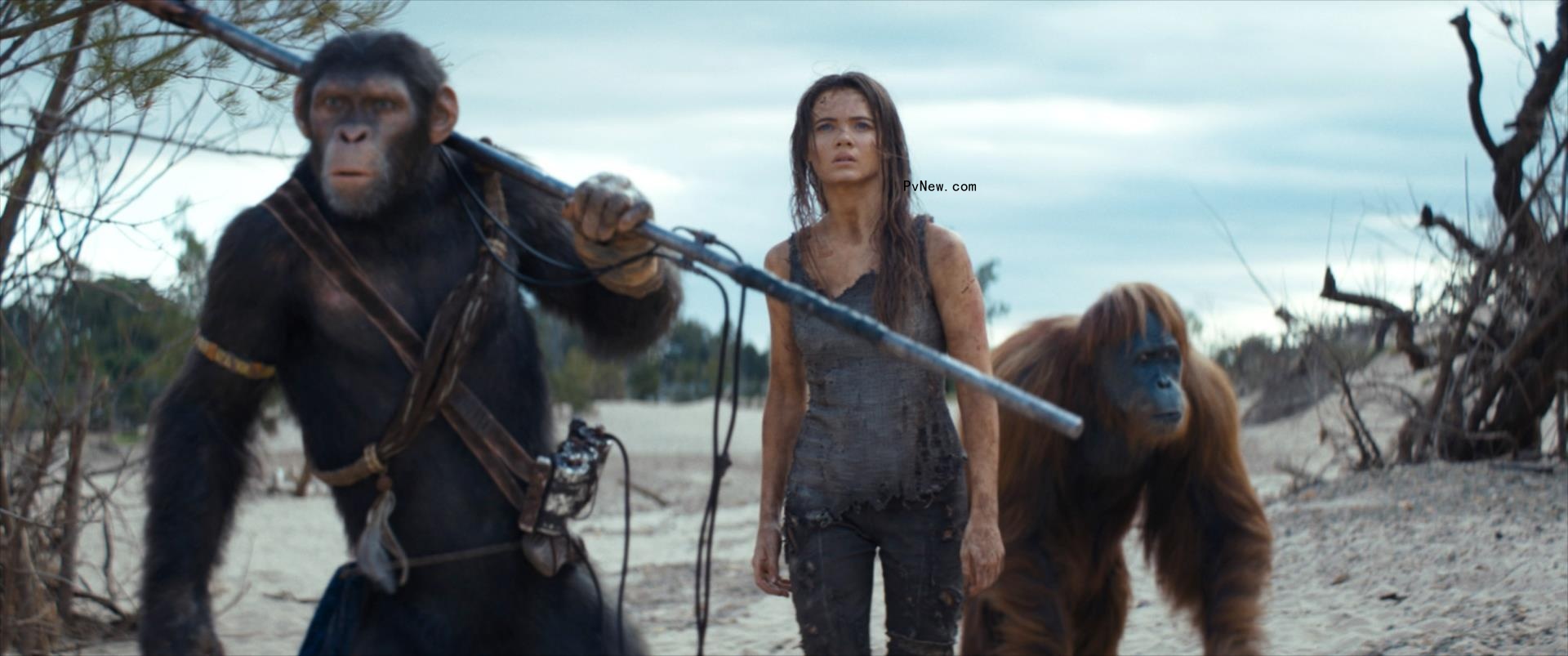 Box Office: ‘Kingdom of the Planet of the Apes’ Climbs to No. 1 With $56 Million Debut