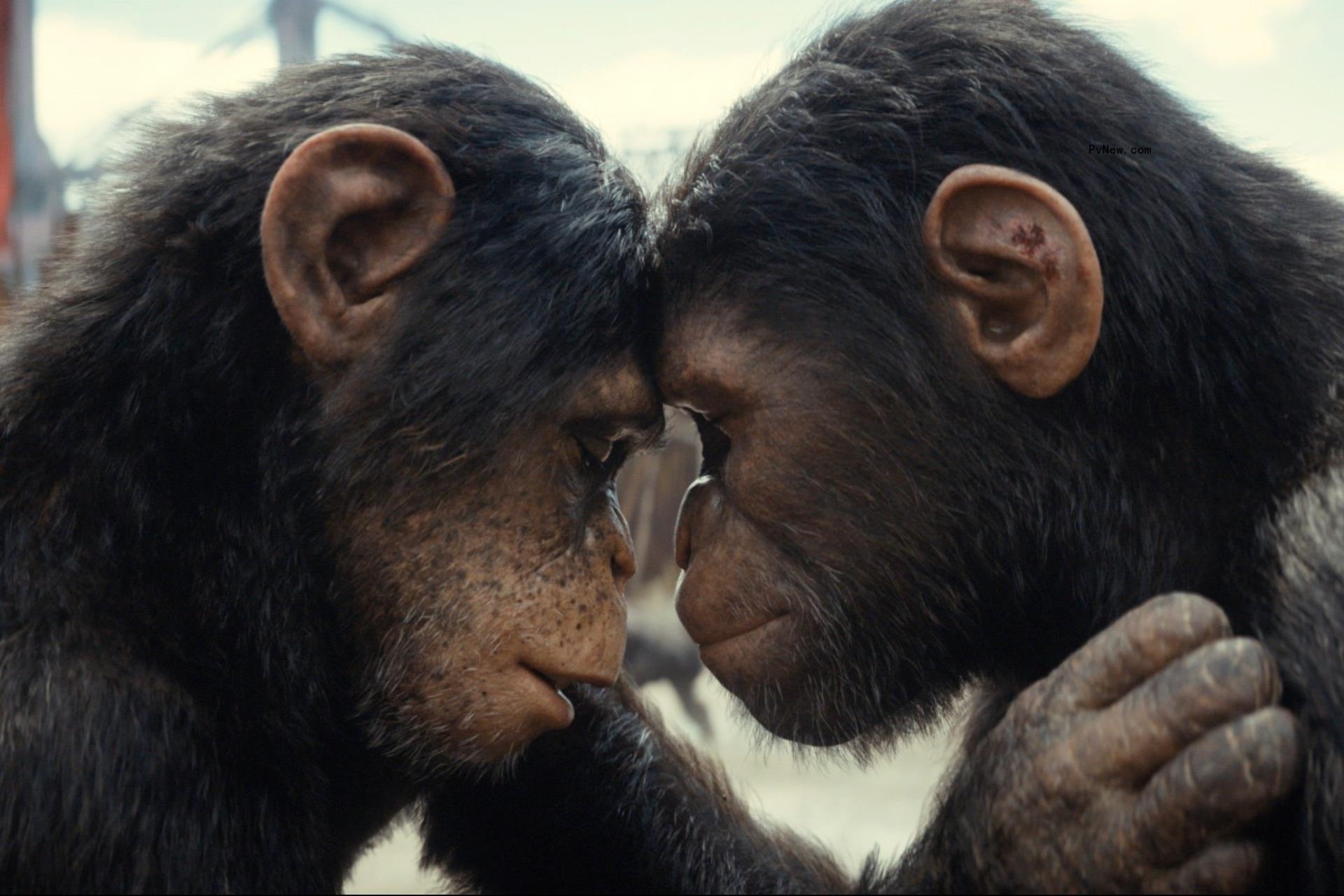 ‘Kingdom of the Planet of the Apes’ Swings to Top Spot Debut at U.K., Ireland Box Office