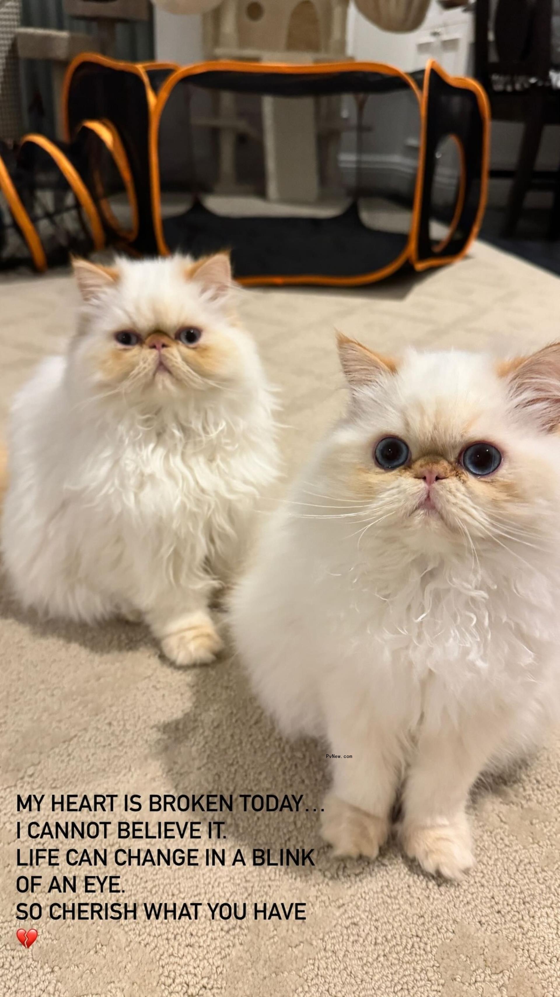 cara delevingne cats