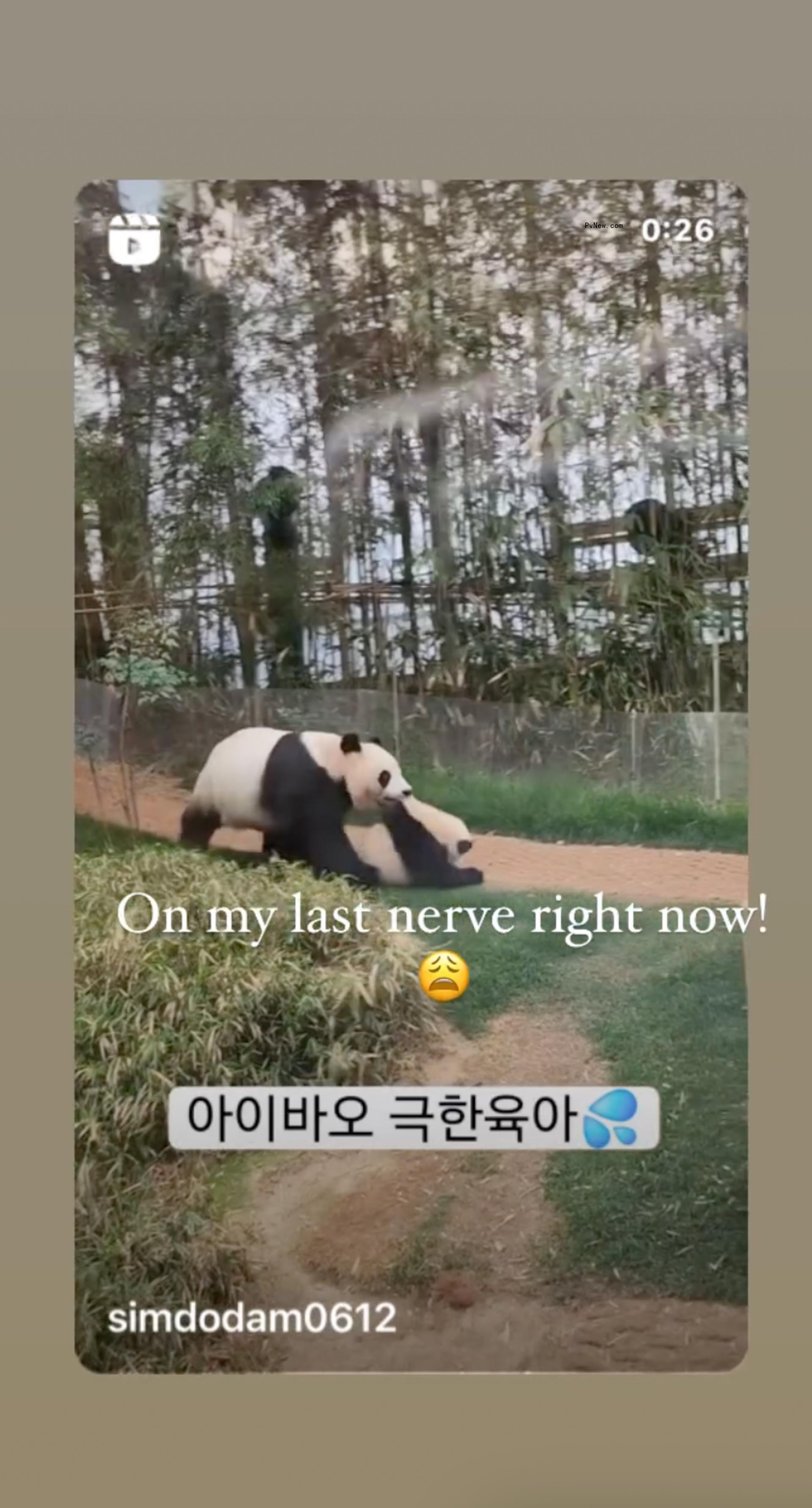 Panda bears