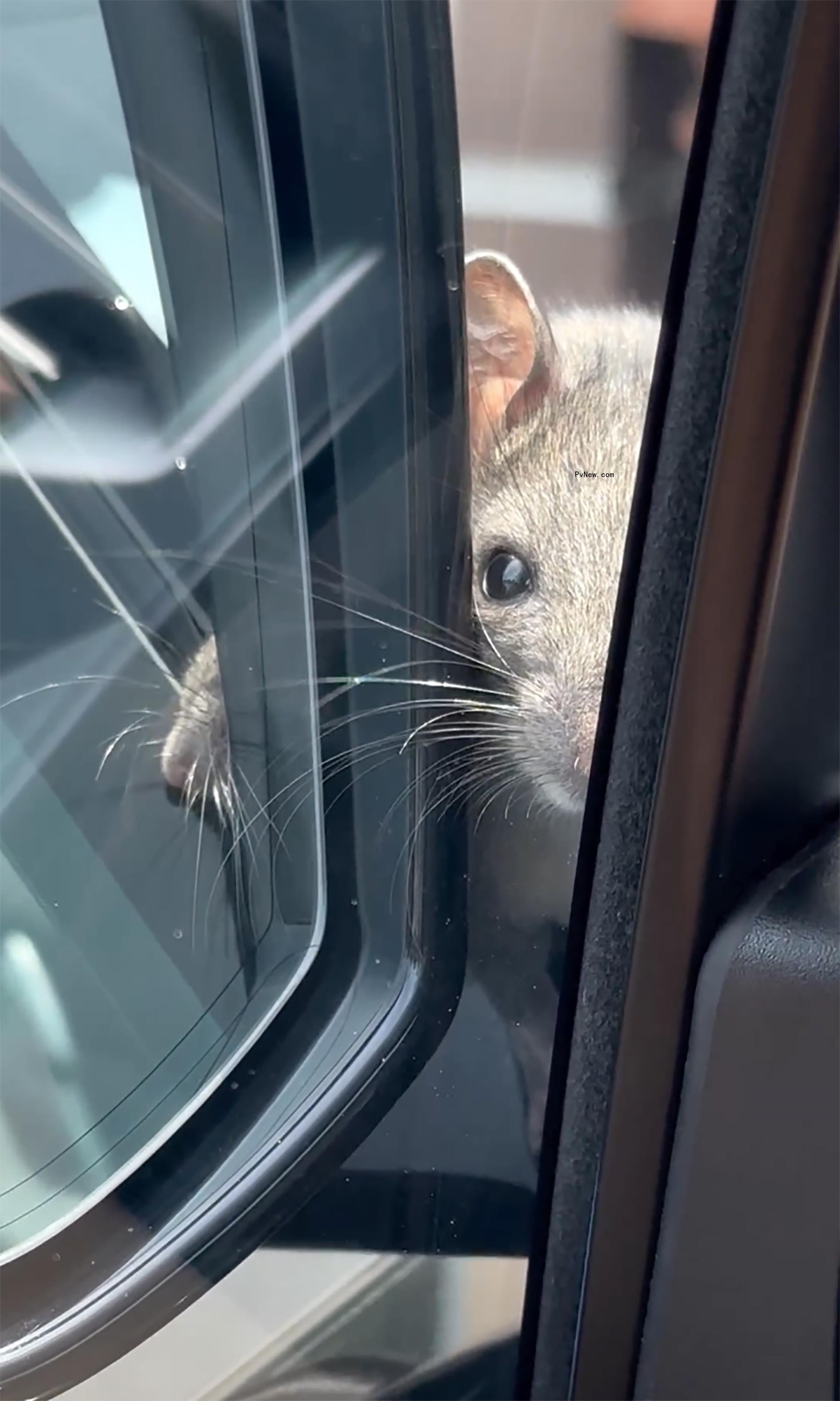 A rat outside Kyle Richards' car