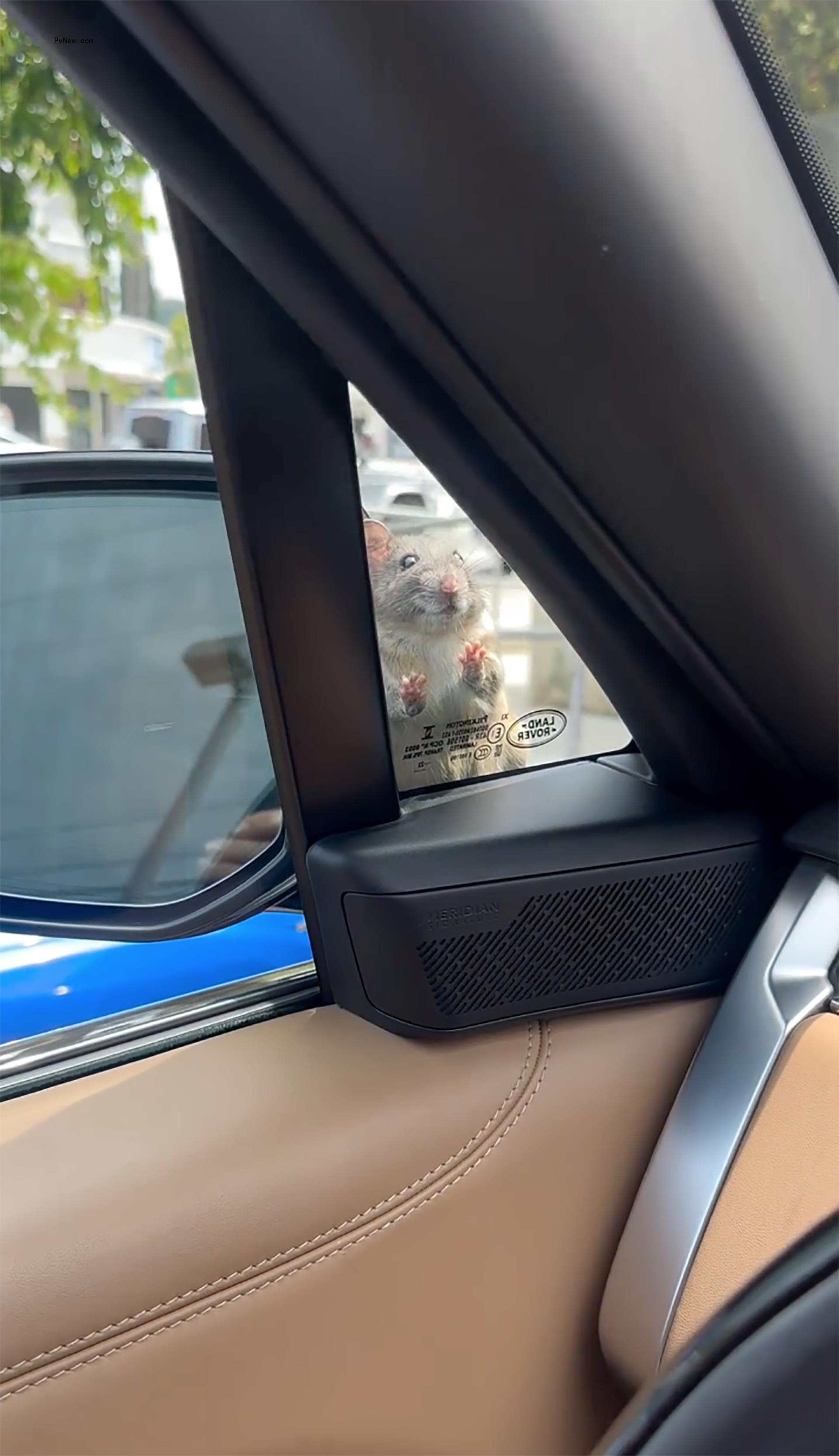 A rat standing outside Kyle Richards' window