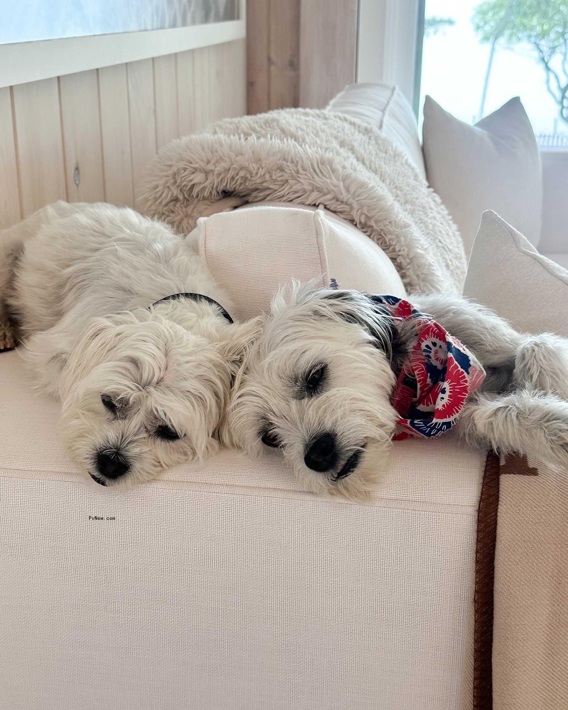 Bethenny Frankel's dogs napping. 
