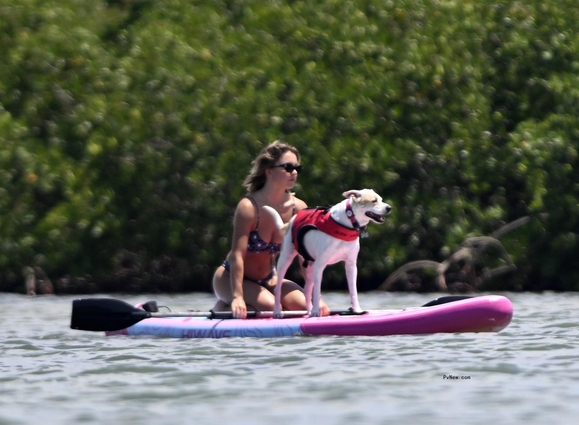 Sydney Sweeney and her dog on a paddle board.