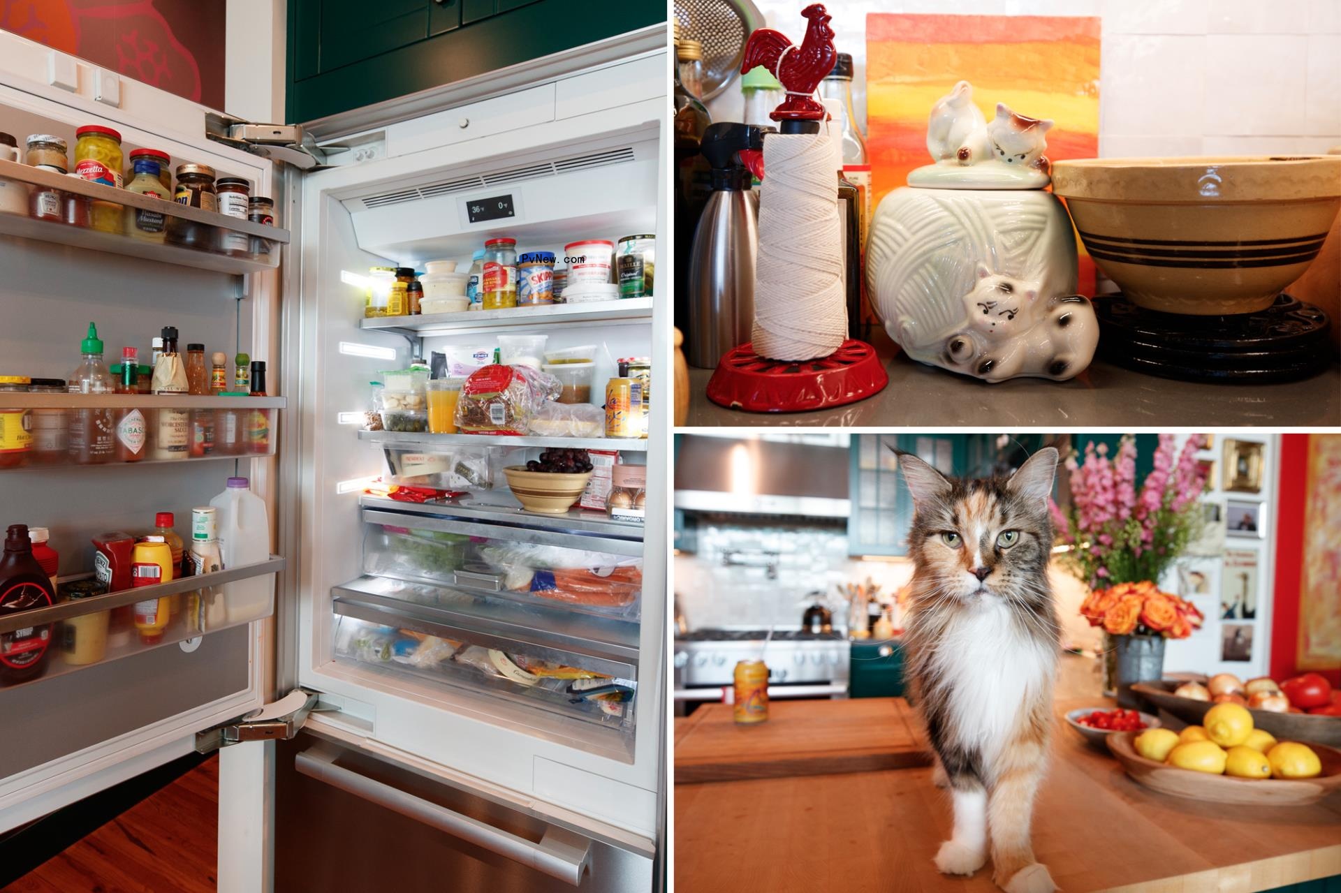 Inside Anne Burrell's refrigerator and on her countertops and her cat in her kitchen. 