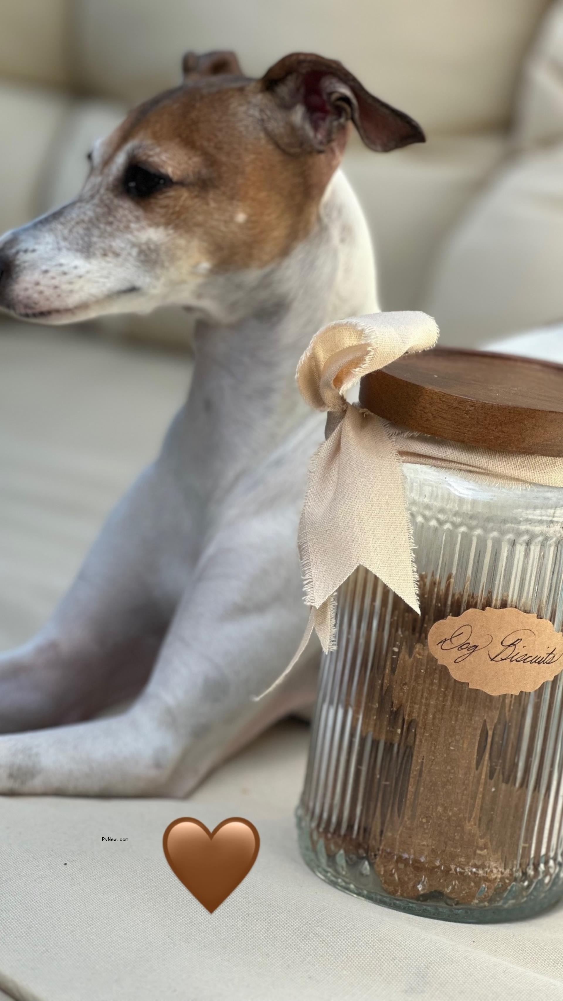 Nina Iggy and American Riviera Orchard dog treats photo
