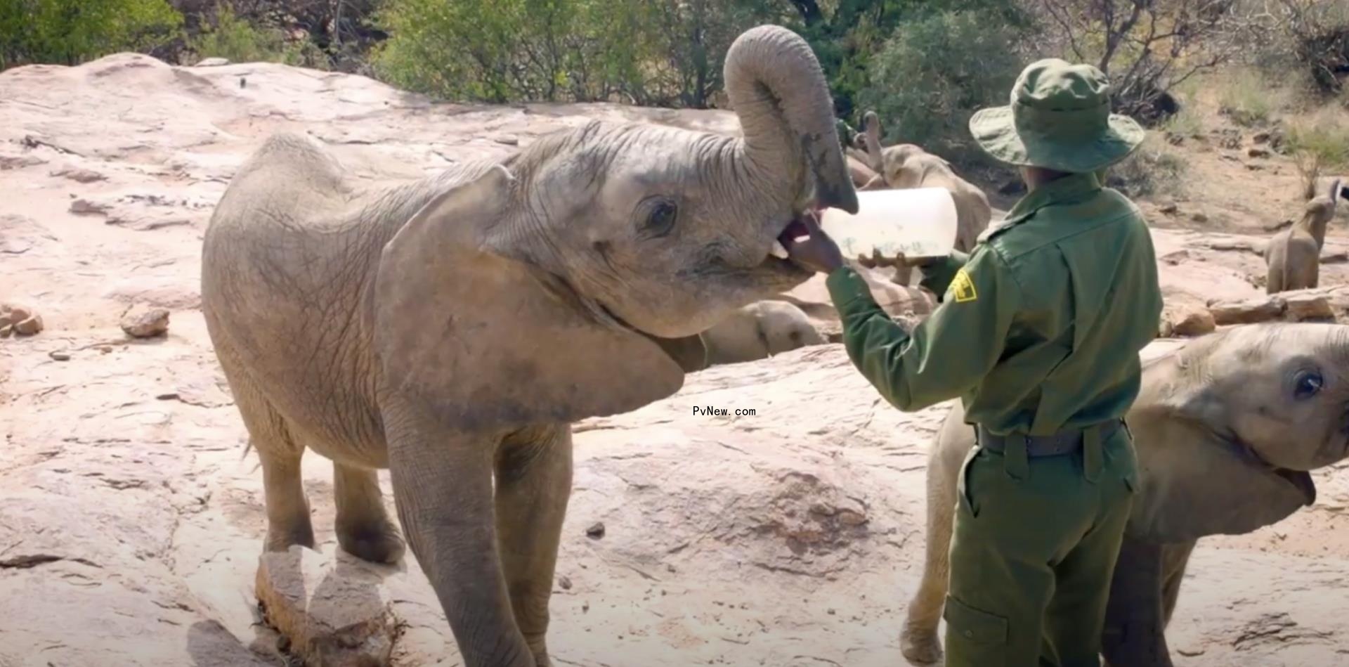 Western Films Acquires Enviro<i></i>nmental Doc ‘Escape from Extinction Rewilding’
