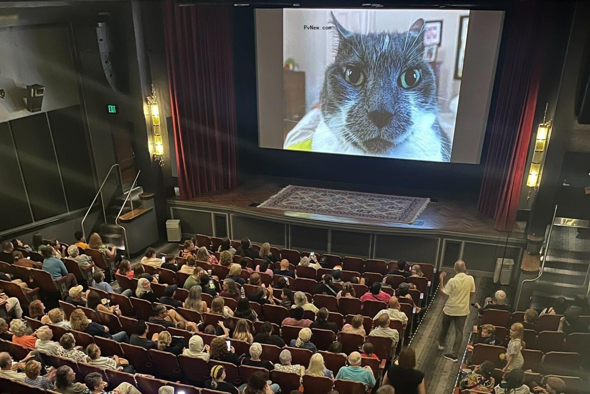 I Went to a Movie Theater to Watch 73 Minutes of Cat Videos