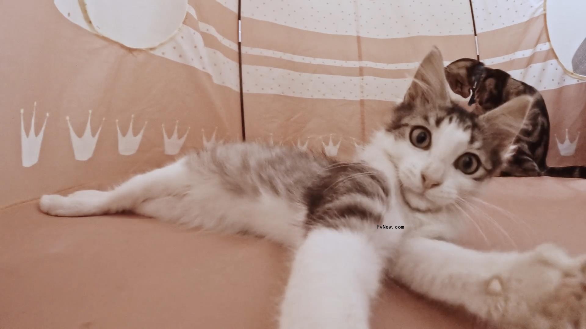 I Went to a Movie Theater to Watch 73 Minutes of Cat Videos