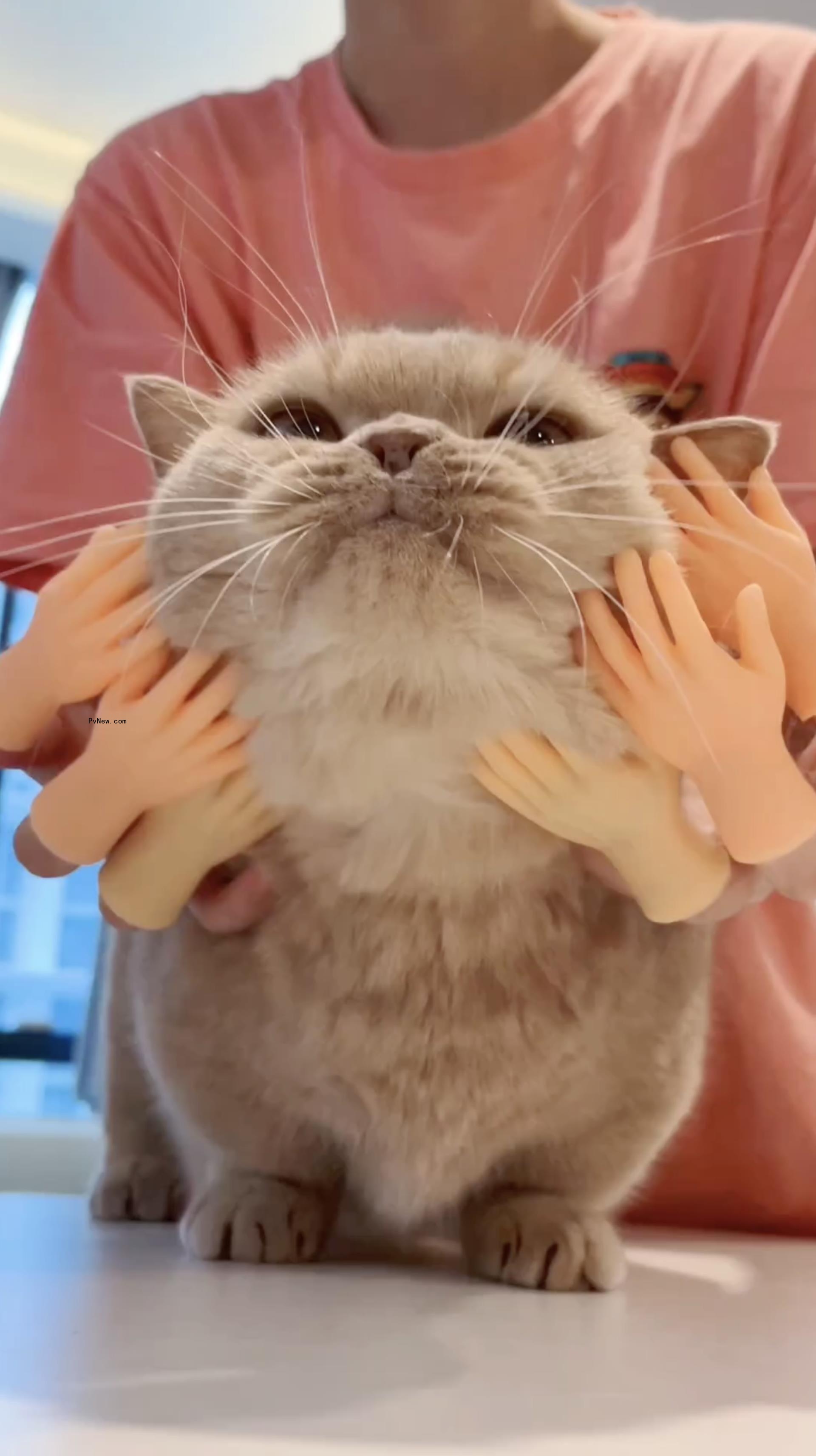 I Went to a Movie Theater to Watch 73 Minutes of Cat Videos